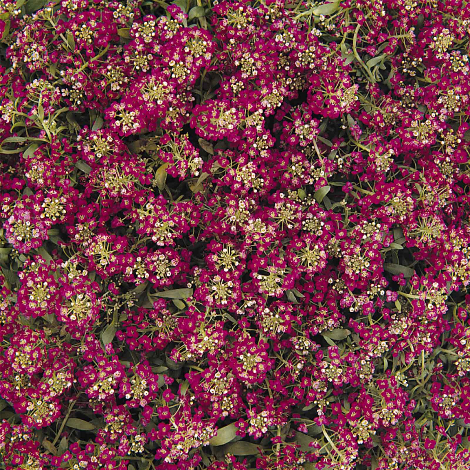 Seeds: Alyssum Easter Bonnet -1000 Pellets- D. Rose- Annual Flower - Buy Non-GMO Lobularia maritima Farm & Gardening Seeds Onlin