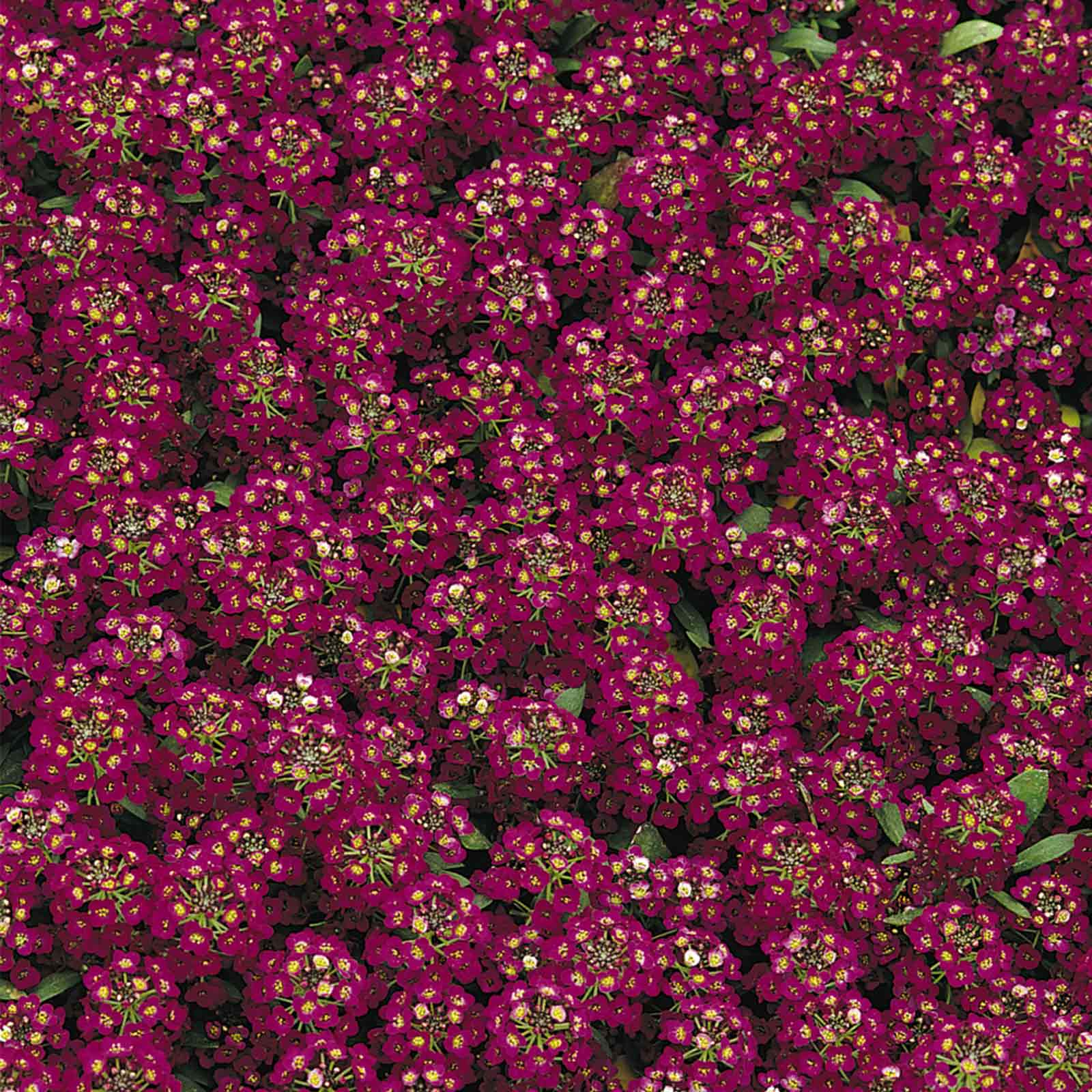 Seeds: Alyssum Easter Bonnet Flower- Violet -1000 Pellets- Annual - Buy Non-GMO Lobularia maritima Farm & Gardening Seeds Online
