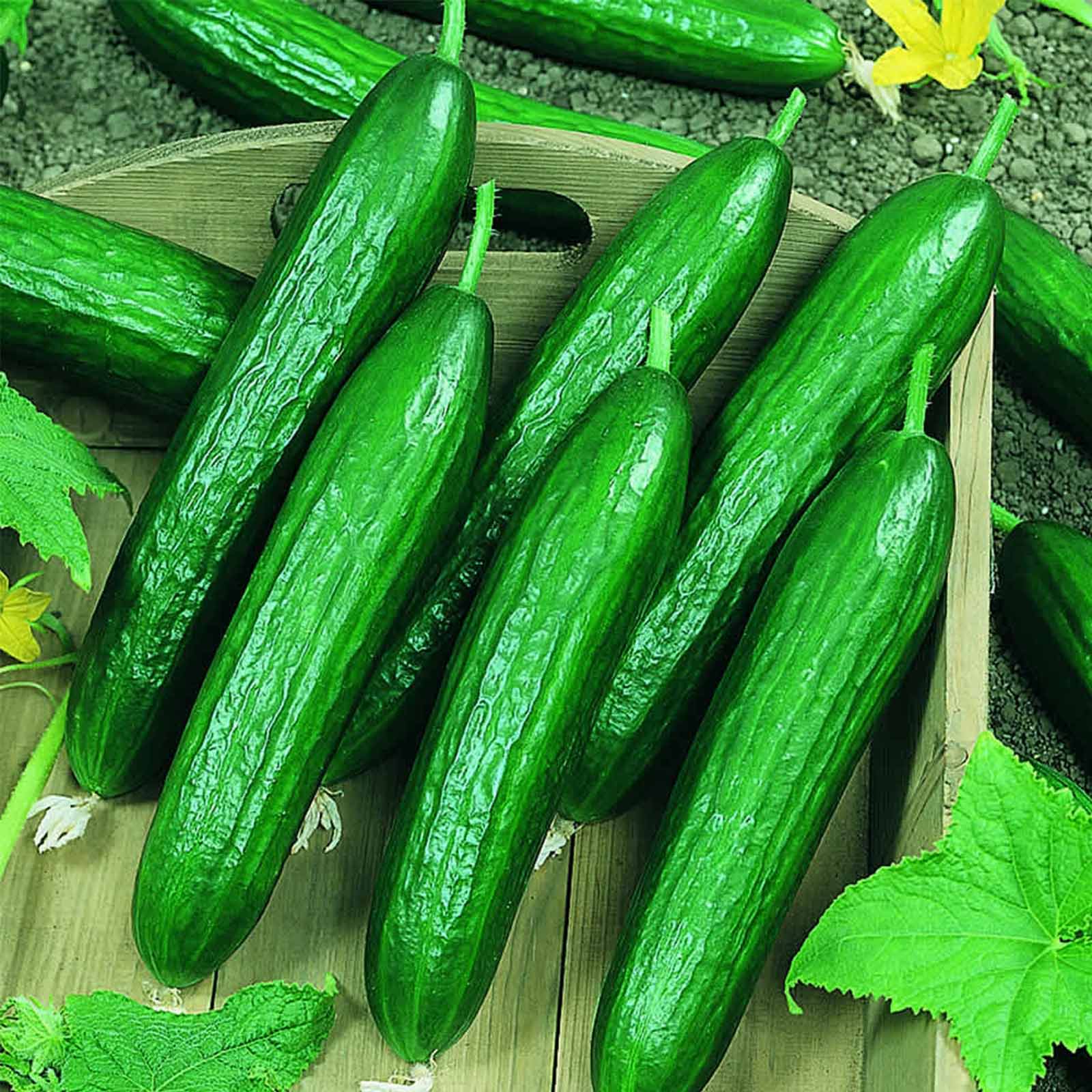 Seeds: Beit Alpha CMR/MMR Cucumber Garden - 1 Oz- Persian or Lebanese - Buy Non-GMO Cucumis sativus Farm & Gardening Seeds Onlin
