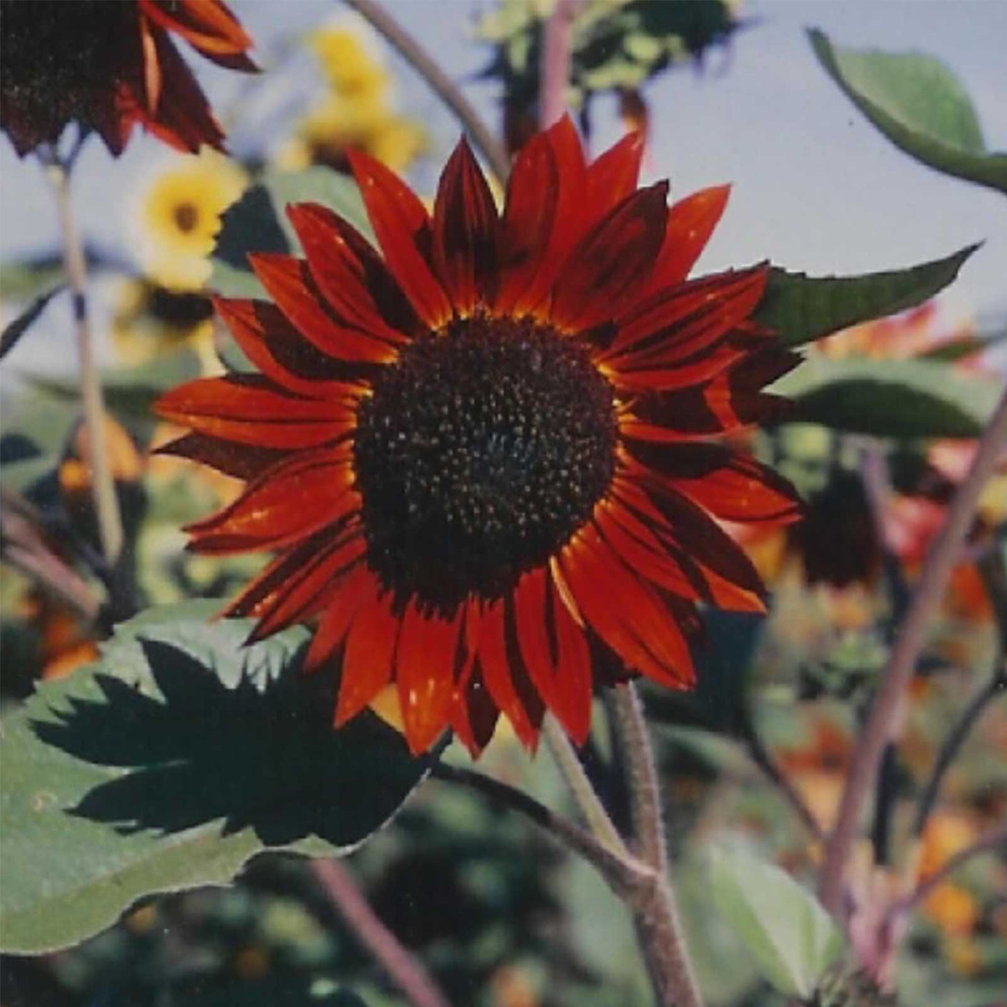 Sunflower Seeds - Velvet Queen - (Organic) 1 lb - Non-GMO - Open Pollinated - Organic - Ornamental - Annual - Heirloom - Farm &