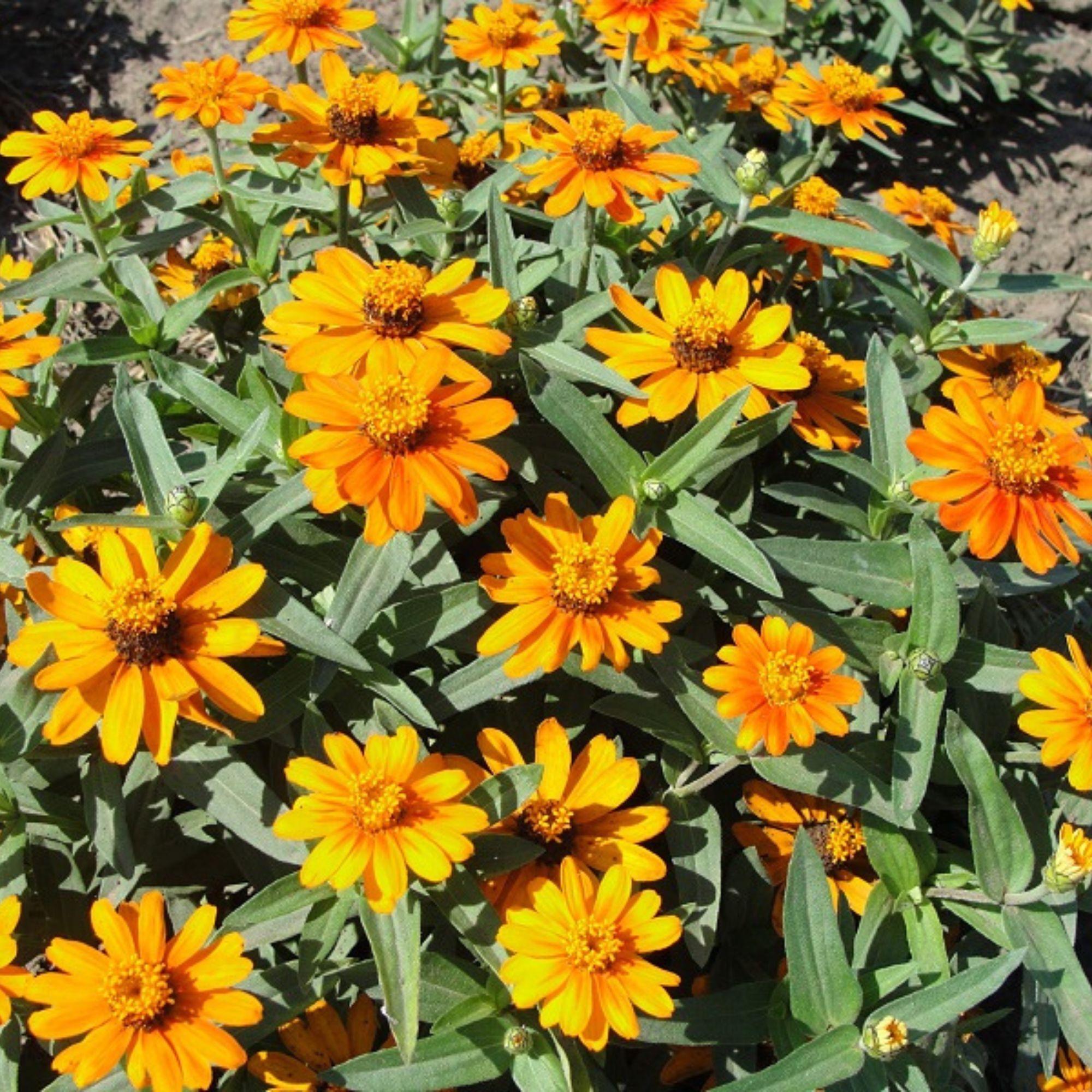 Zinnia - Star Series - Orange - 10 Seeds - Zinnia angustifolia - Non-GMO - Annual - Heirloom - Farm & Gardening Seeds Online - B