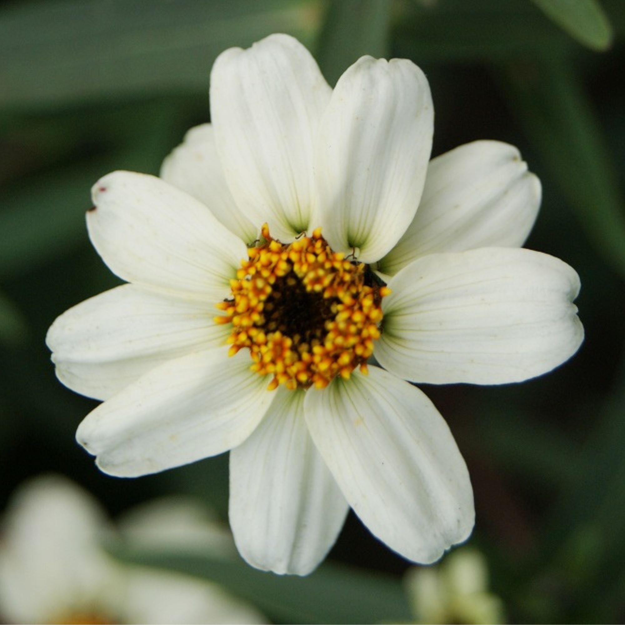 Zinnia - Star Series - White - 500 Seeds - Zinnia angustifolia - Non-GMO - Annual - Heirloom - Farm & Gardening Seeds Online - B