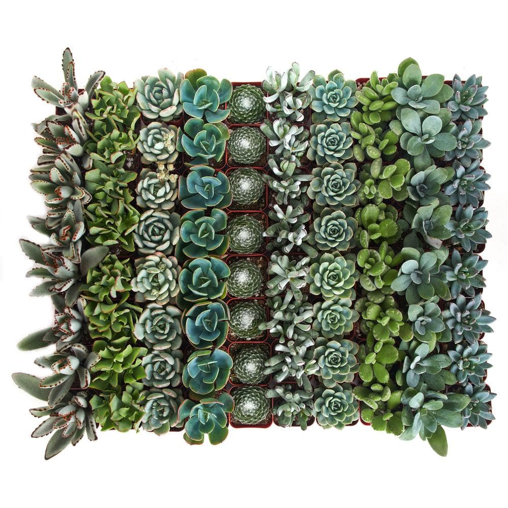 2 in. Blue/Green Collection Succulent (Collection of 40)