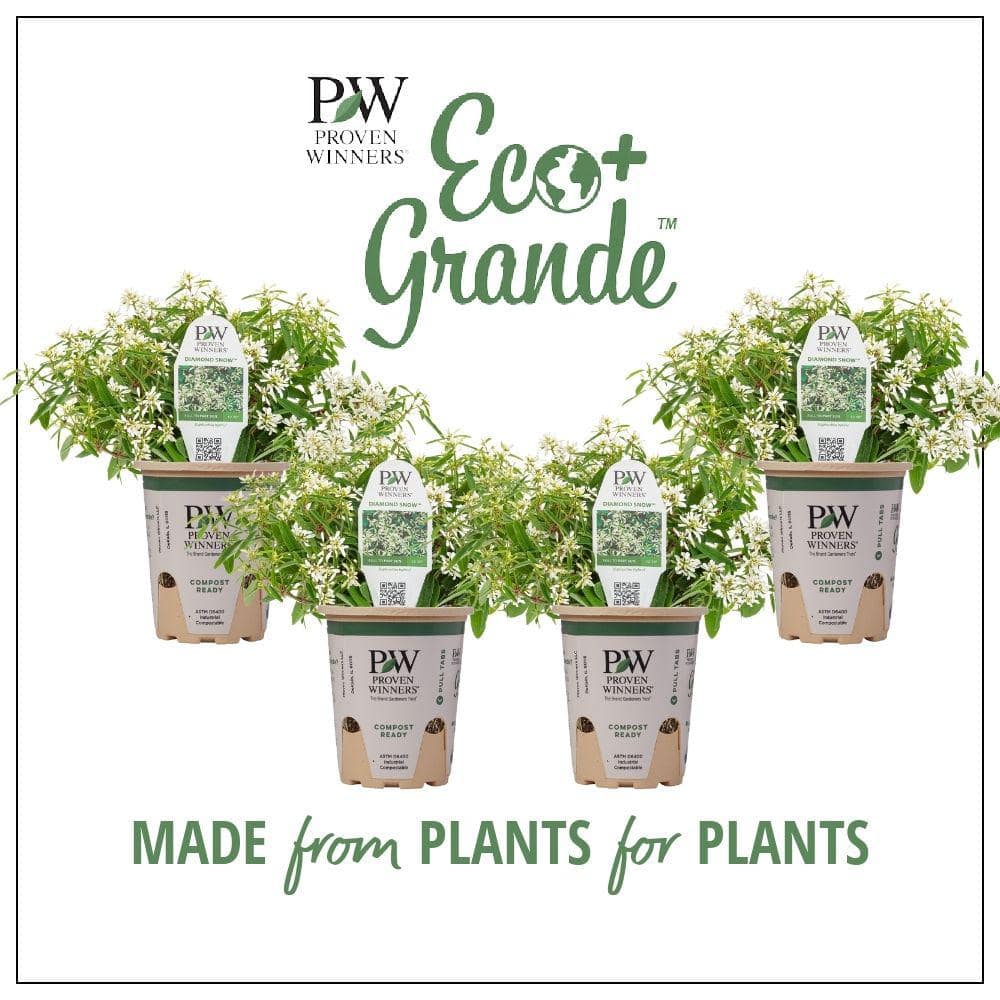 4-Pack, 4.25 in. Eco+Grande Diamond Snow (Euphorbia) Live Plant, White Double Flowers