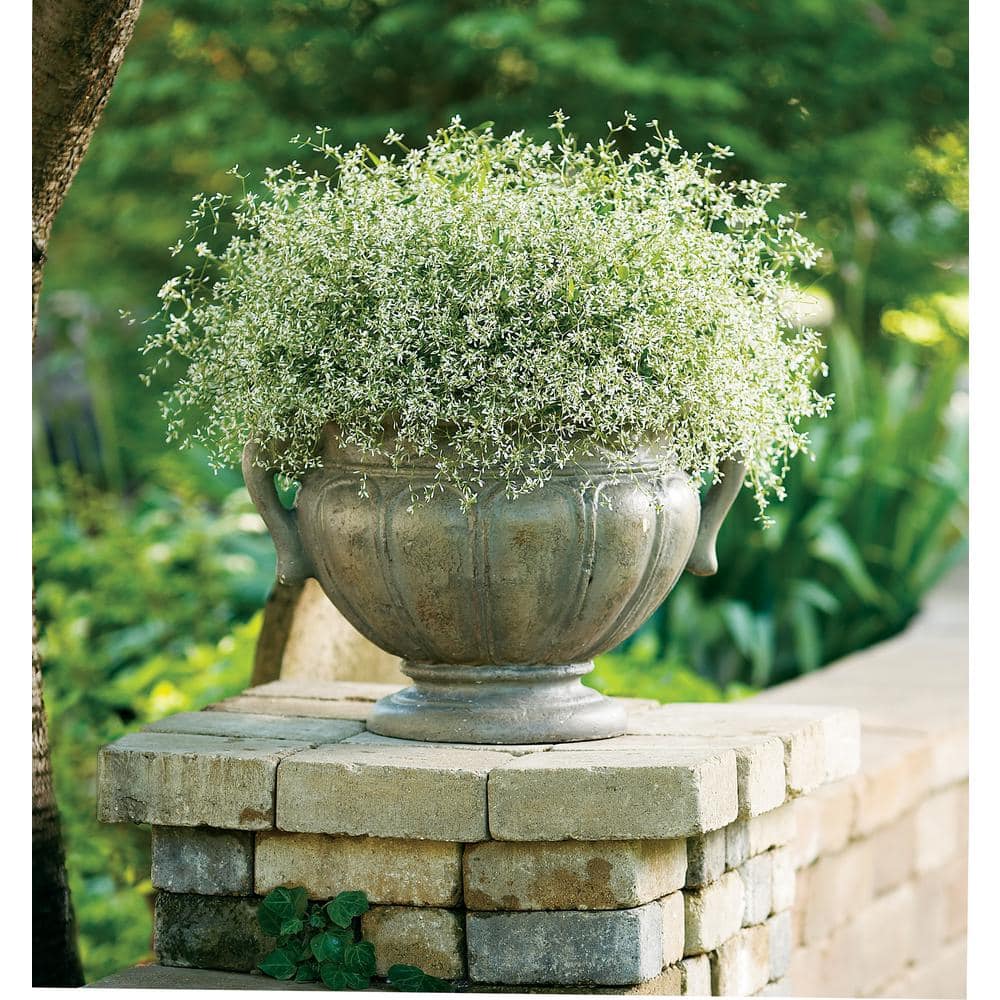 4.25 in. Eco+Grande Diamond Frost (Euphorbia) Live Plant, White Flowers (4-Pack)