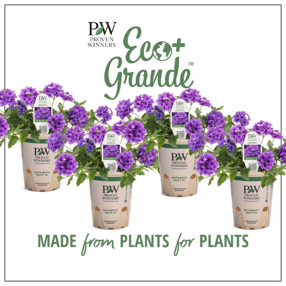 4.25 in. Eco+Grande, Superbena Imperial Blue (Verbena), Live Plant, Blue-Purple Flowers (4-Pack)