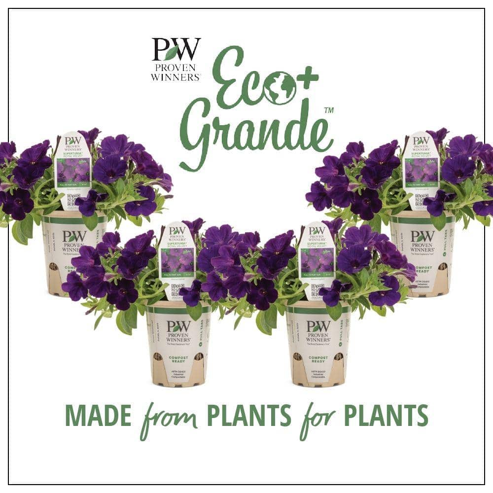 4.25 in. Eco+Grande Supertunia Royal Velvet (Petunia) Live Plant, Purple Flowers (4-Pack)
