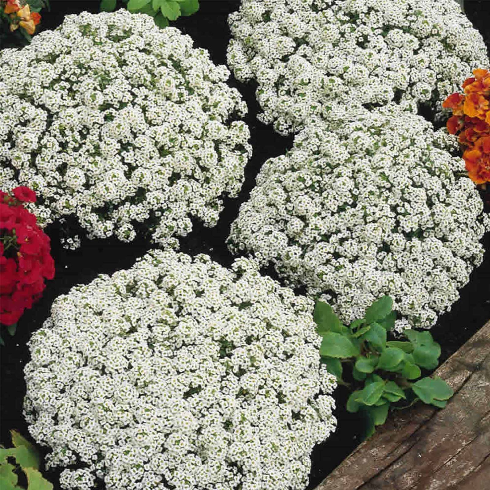 Alyssum - Snow Crystals - Pelleted - 500 Seeds - Buy Non-GMO Lobularia maritima Farm & Gardening Seeds Online - Bulk Available -