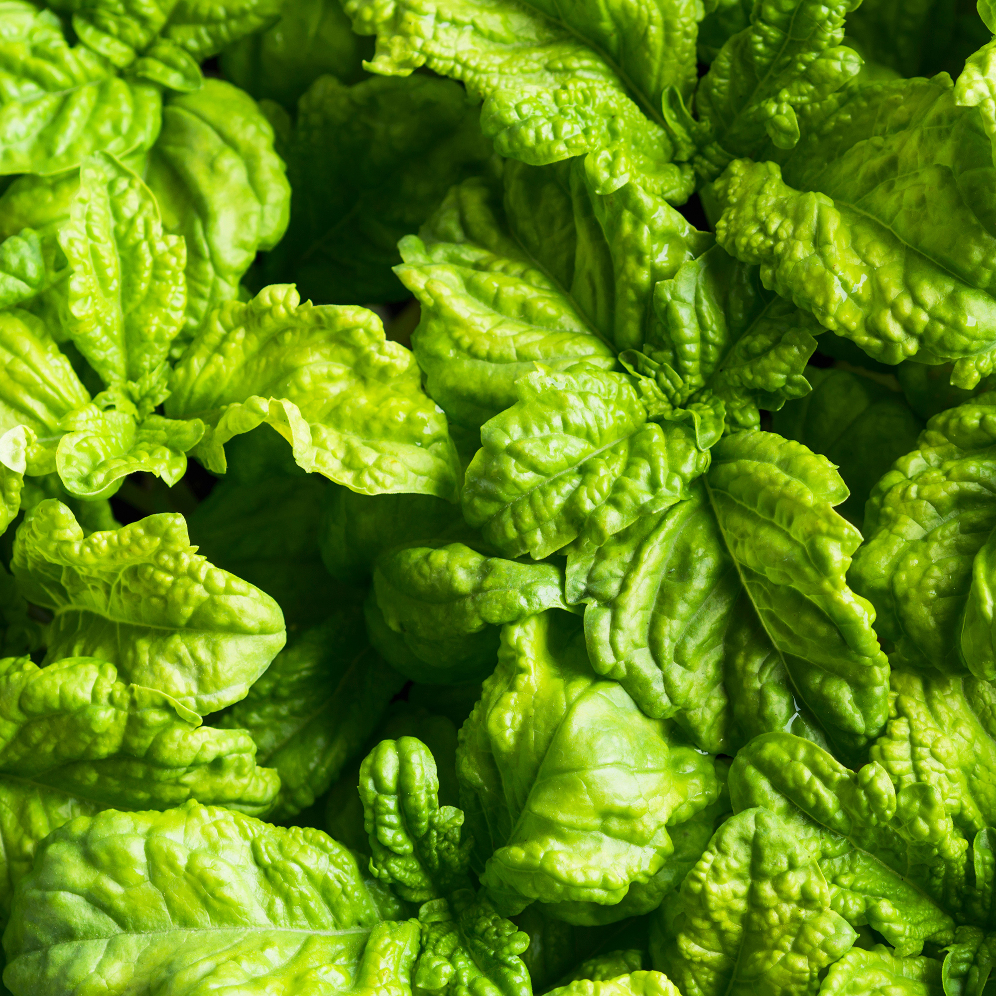 Basil - Mammoth - 4 oz - Buy Non-GMO Ocimum basilicum Farm & Gardening Seeds Online - Bulk Available - High Germination - Herb -