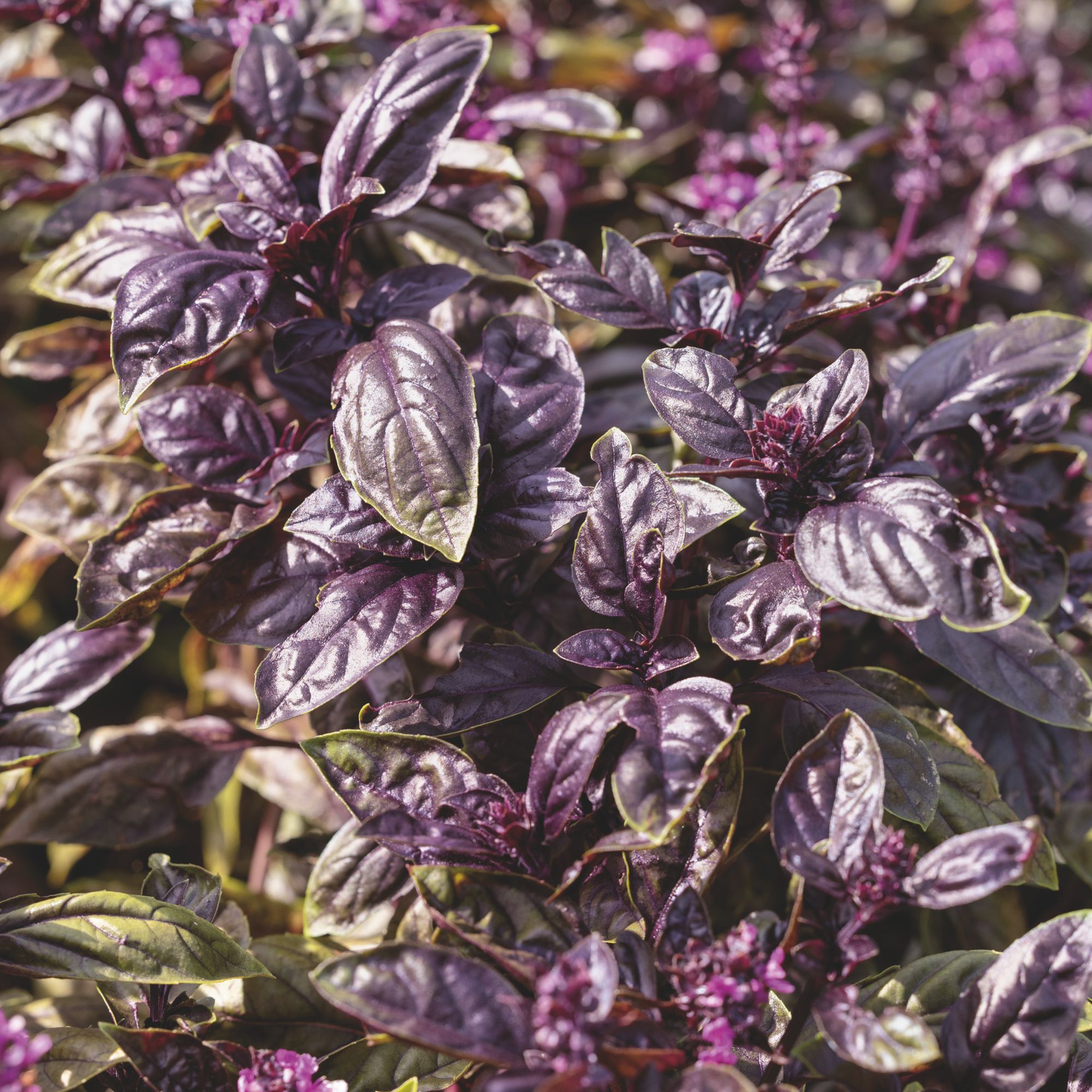 Basil - Ravenna - 1 oz - Seeds - Ocimum basilicum- Buy Non-GMO - Bulk Farm, Fresh Market, Garden Seeds Online - Bulk Available -