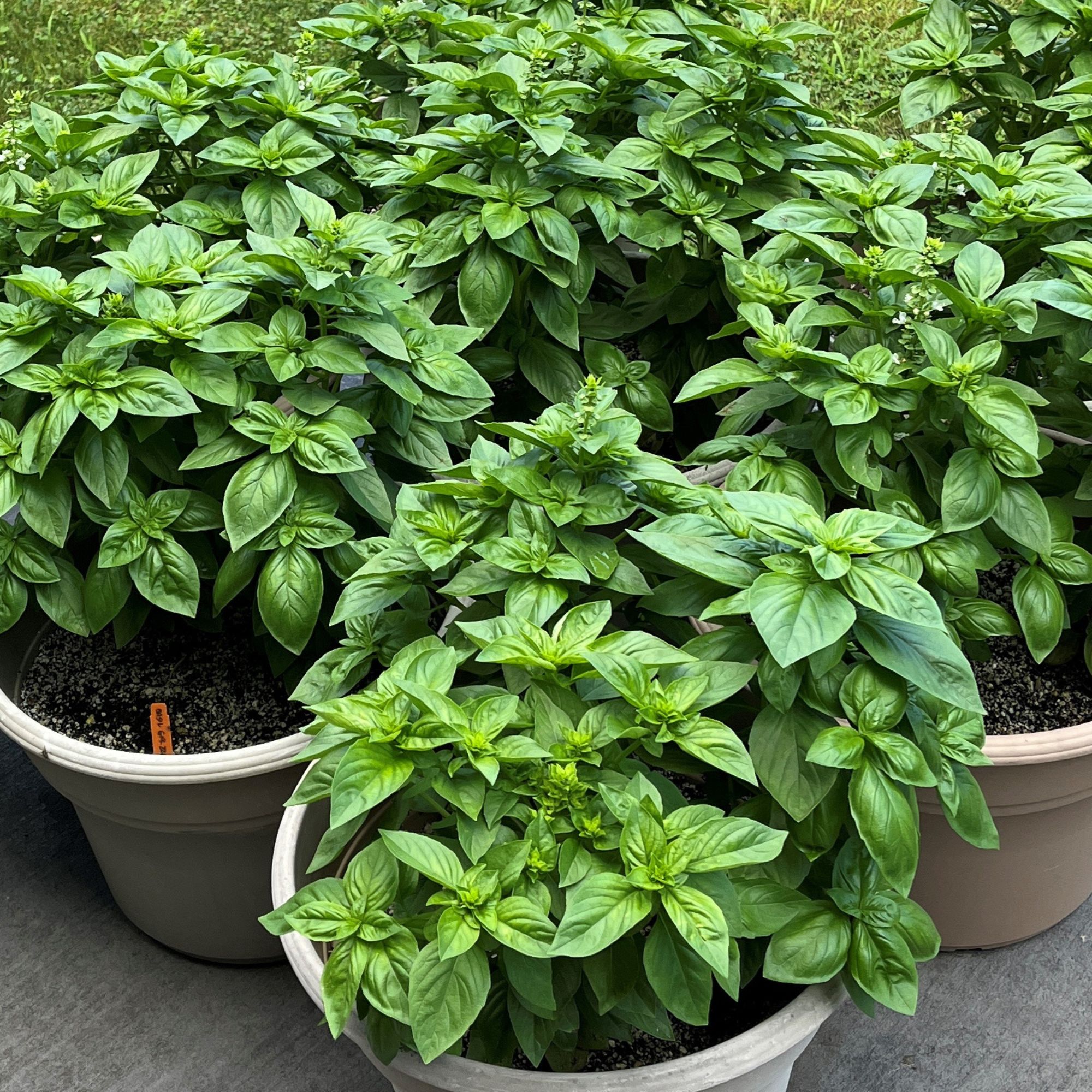 Basil - Venice - 2 g - Ocimum basilicum - Buy Non-GMO - Herb Seeds - Bulk Farm, Fresh Market, Garden Seeds Online - Bulk Availab