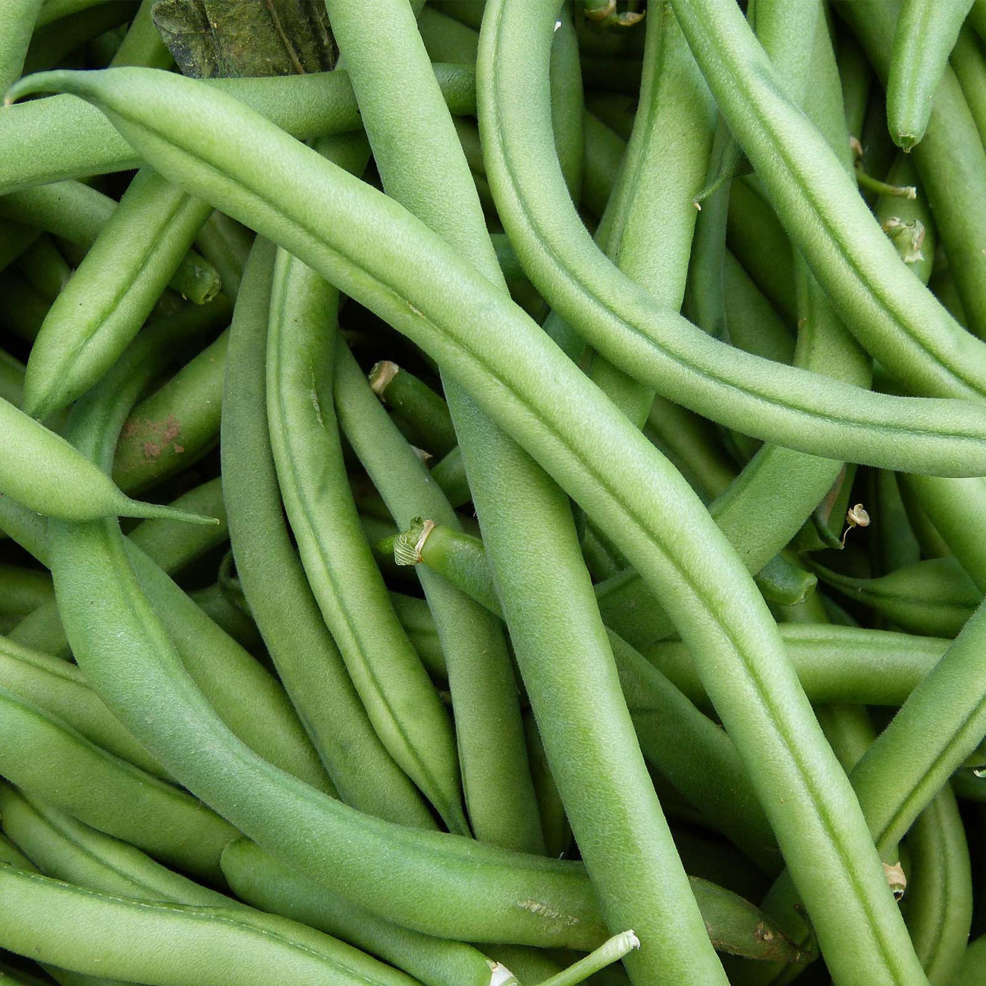 Bean - Pole - Blue Lake FM1K (Organic) - 4 oz - Seeds - Phaseolus vulgaris - Buy Non-GMO - Bulk Farm and Garden Seeds Online - B