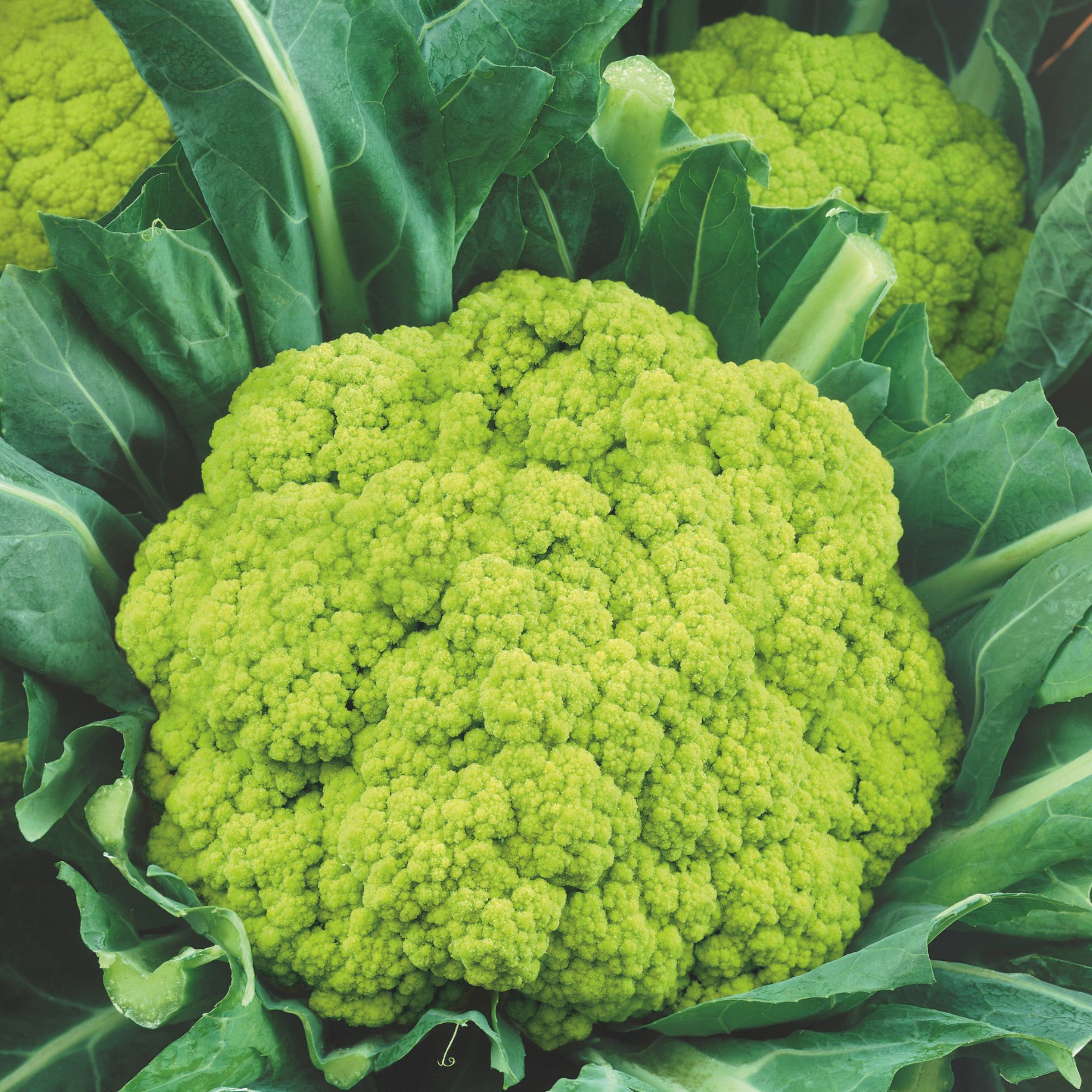 Cauliflower - Green Macerata - 0.25 oz - Brassica oleracea - Buy Non-GMO - Bulk Farm, Market, Garden Seeds Online - Bulk Availab