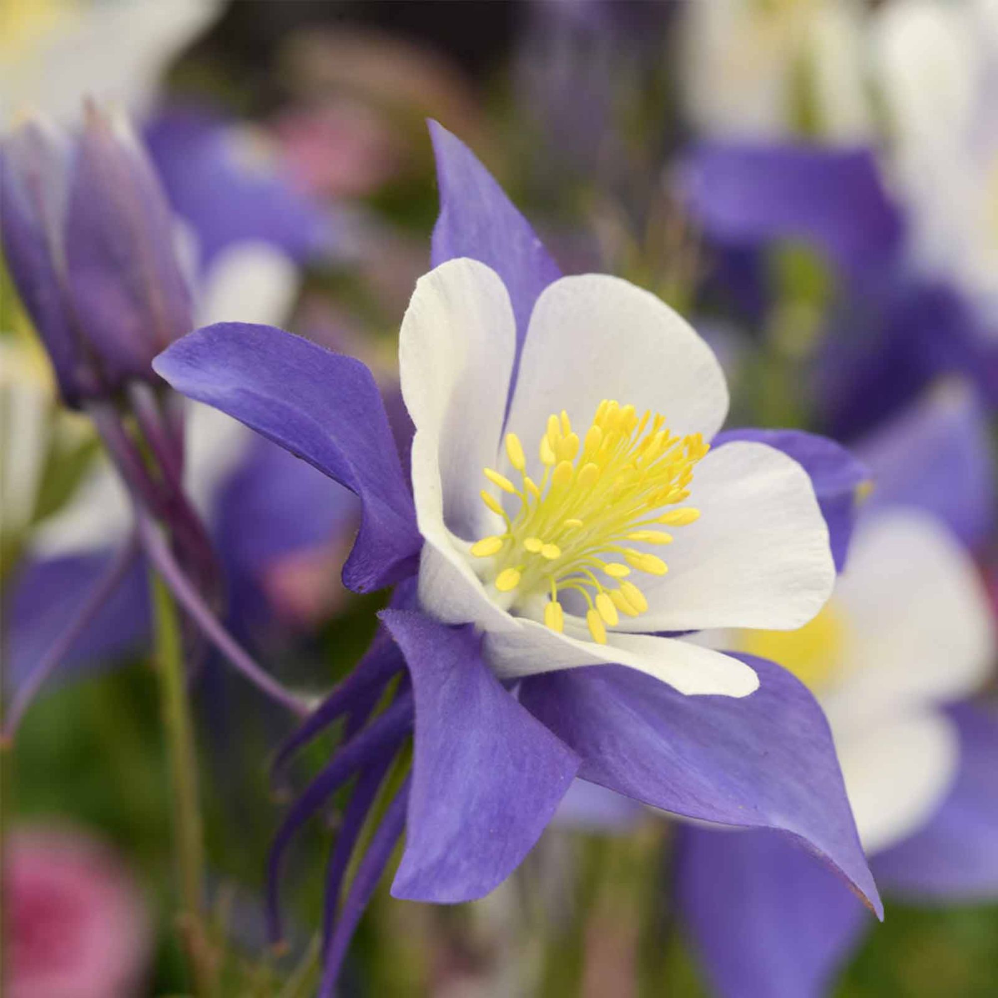 Columbine - Blue & White Swan - 500 Seeds - Buy Non-GMO Aquilegia x hybrida Farm & Gardening Seeds Online - Bulk Available - Hig