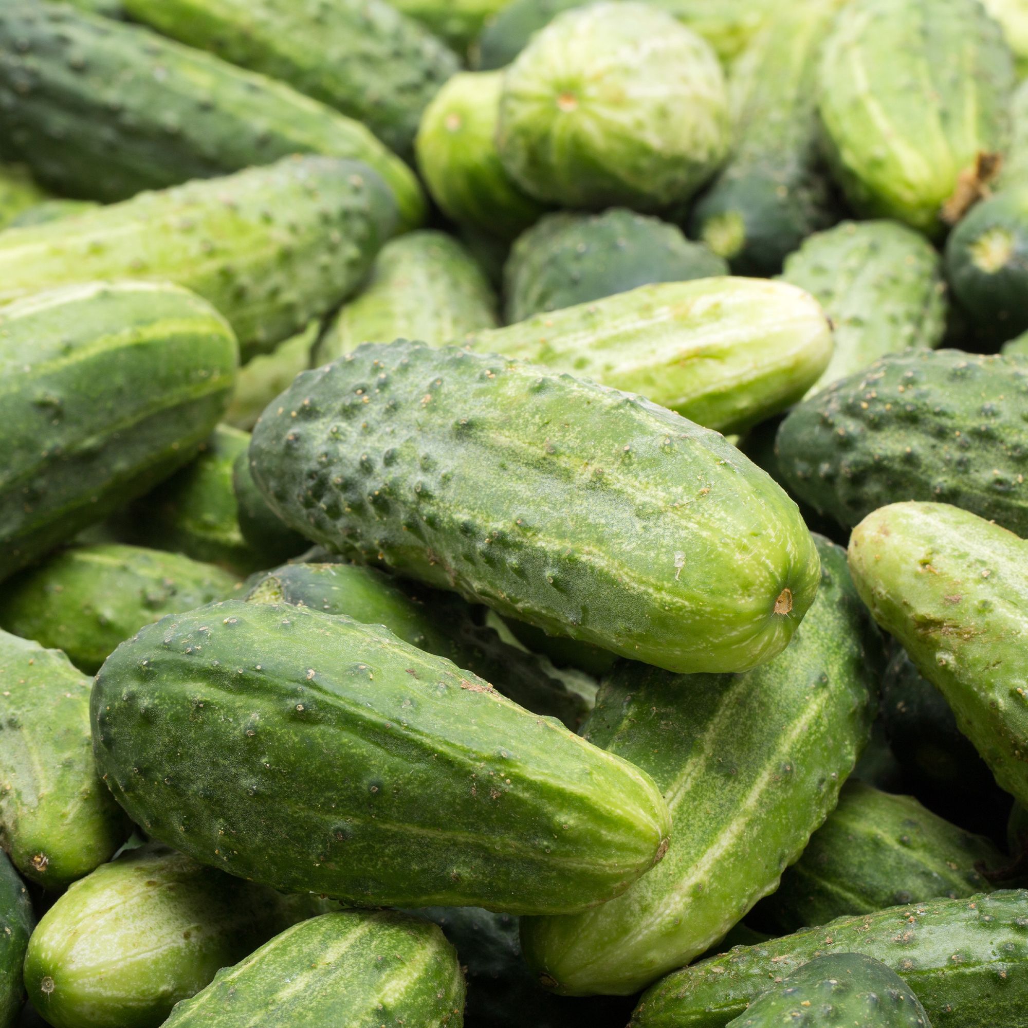 Cucumber - Garden Bush Pickle Hybrid - 3 g - Cucumis sativus - Bulk Farm, Fresh Market, Garden Seeds Online - Bulk Available - H