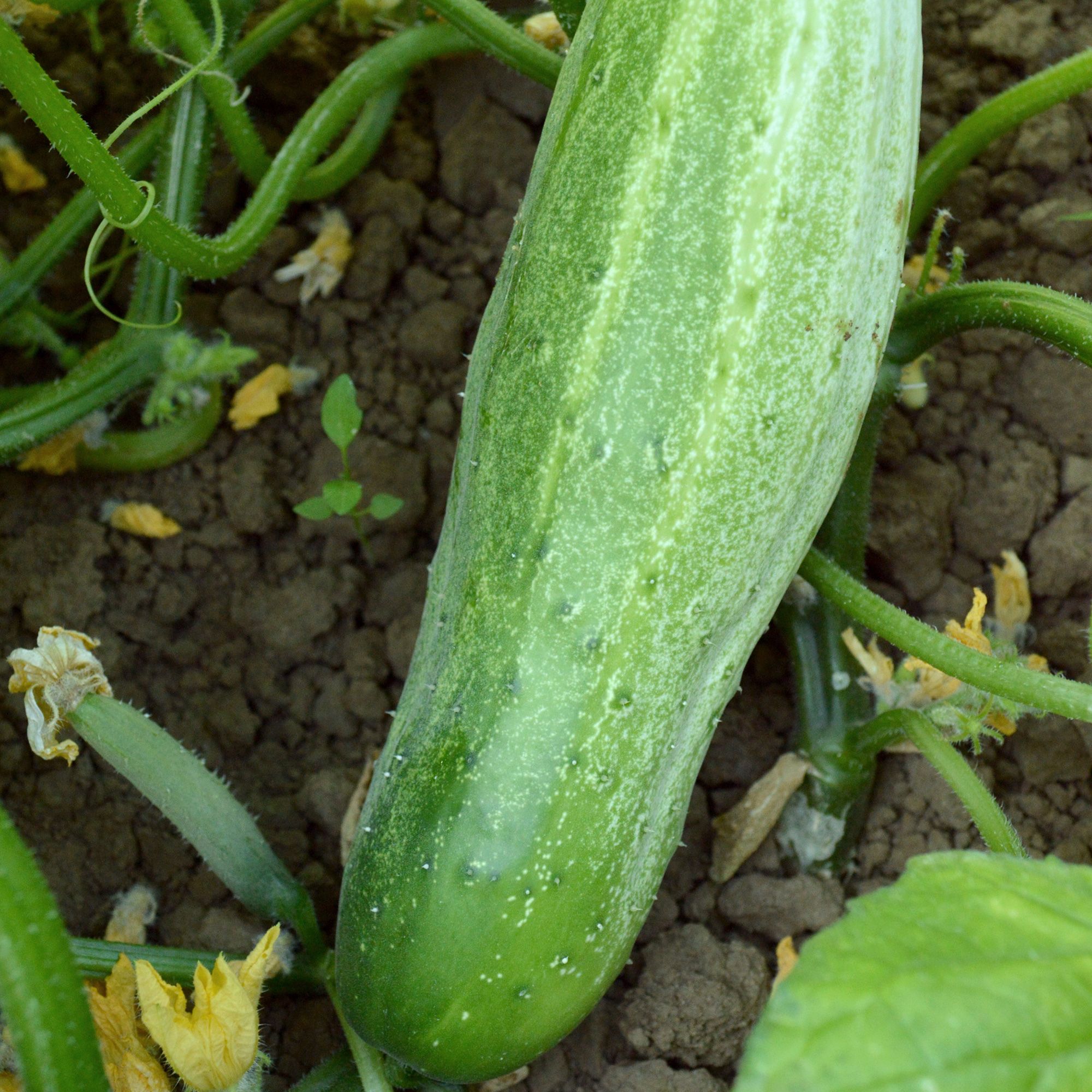 Cucumber - Garden Bush Slicer Hybrid - 4 oz - Cucumis sativus - Bulk Farm, Fresh Market, Garden Seeds Online - Bulk Available -