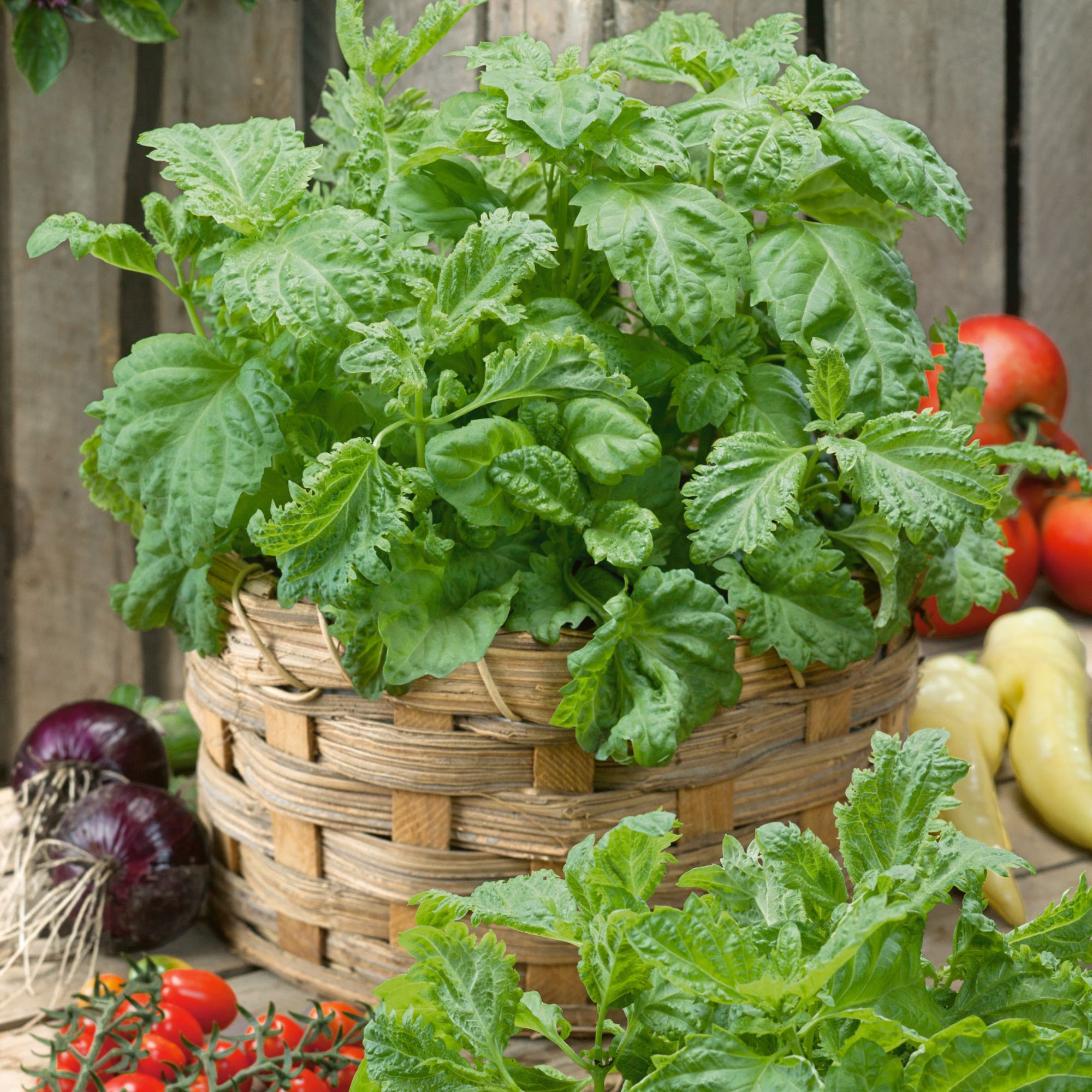 Herb, Basil - Salerno - 1 oz - Seeds - Ocimum basilicum- Buy Non-GMO - Bulk Farm, Market, and Garden Seeds Online - Bulk Availab