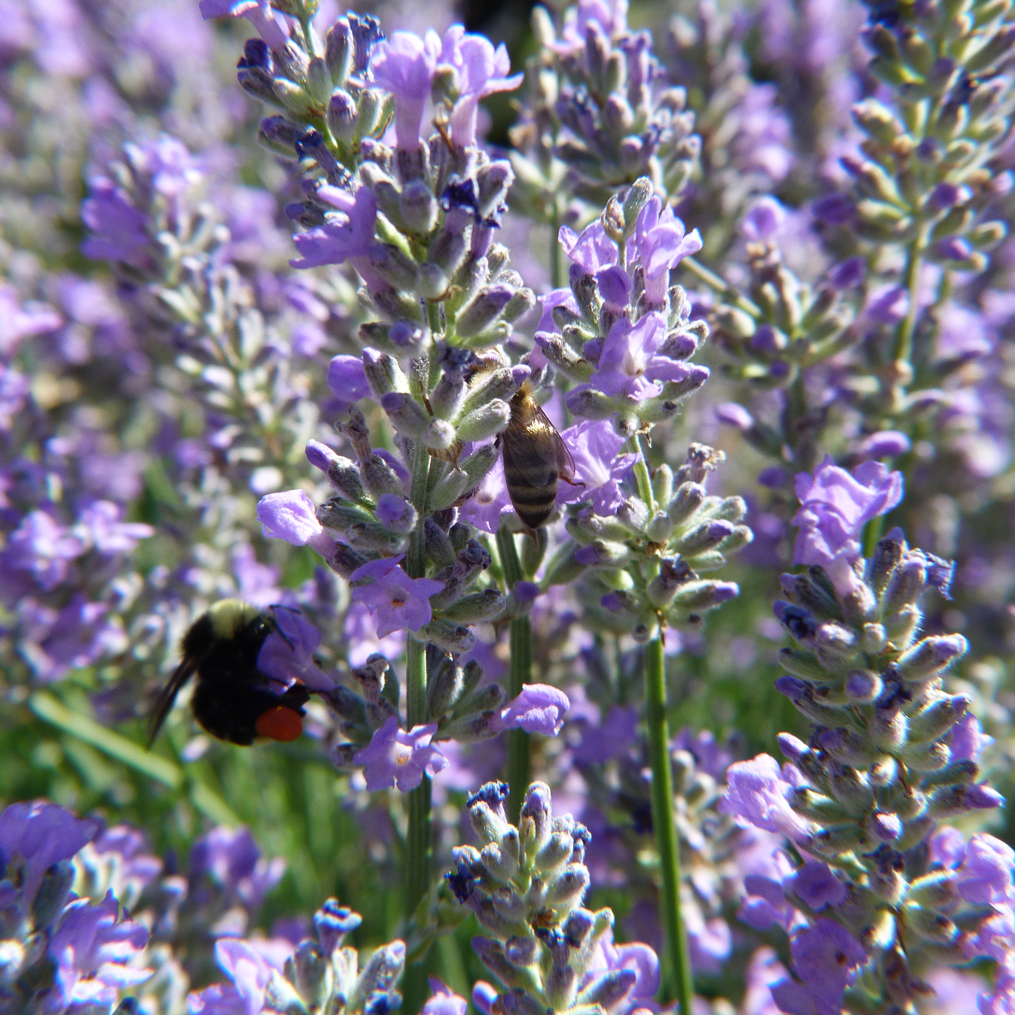 Lavender - Spike - Seeds - 4 oz - Buy Non-GMO Lavandula latifolia Farm & Gardening Seeds Online - Bulk Available - High Germinat