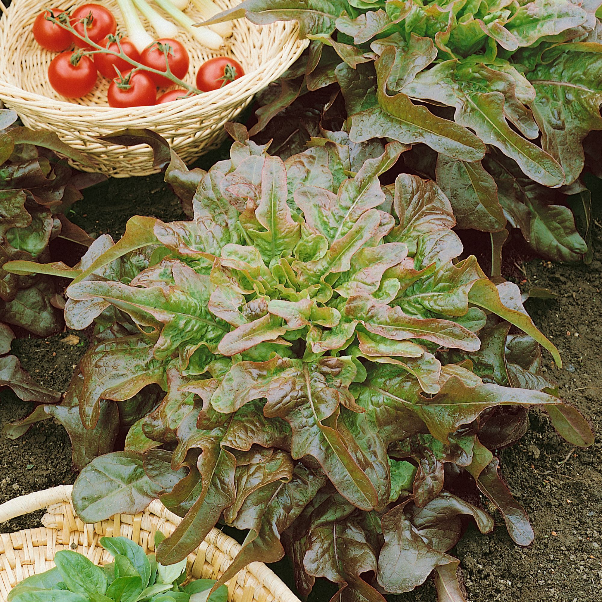 Lettuce - Bronze Arrow - 4 oz - Seeds - Lactuca sativa- Buy Non-GMO - Bulk Farm, Market, and Garden Seeds Online - Bulk Availabl
