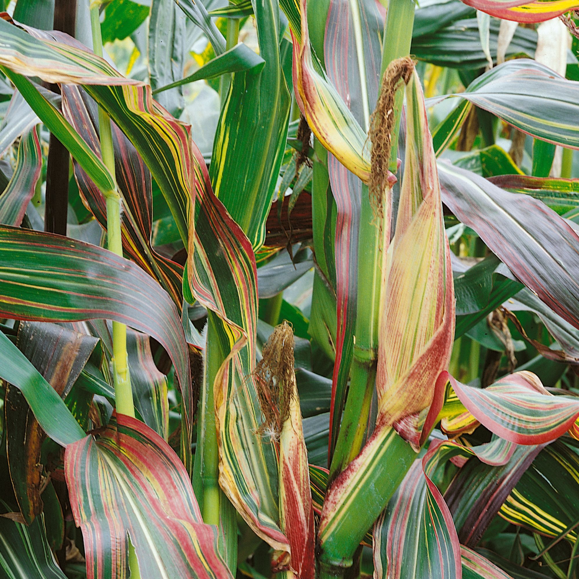 Ornamental Corn - Japonica Striped Maize - 5 lb - Seeds - Zea mays - Buy Non-GMO - Bulk Farm, Garden Seeds Online - Bulk Availab