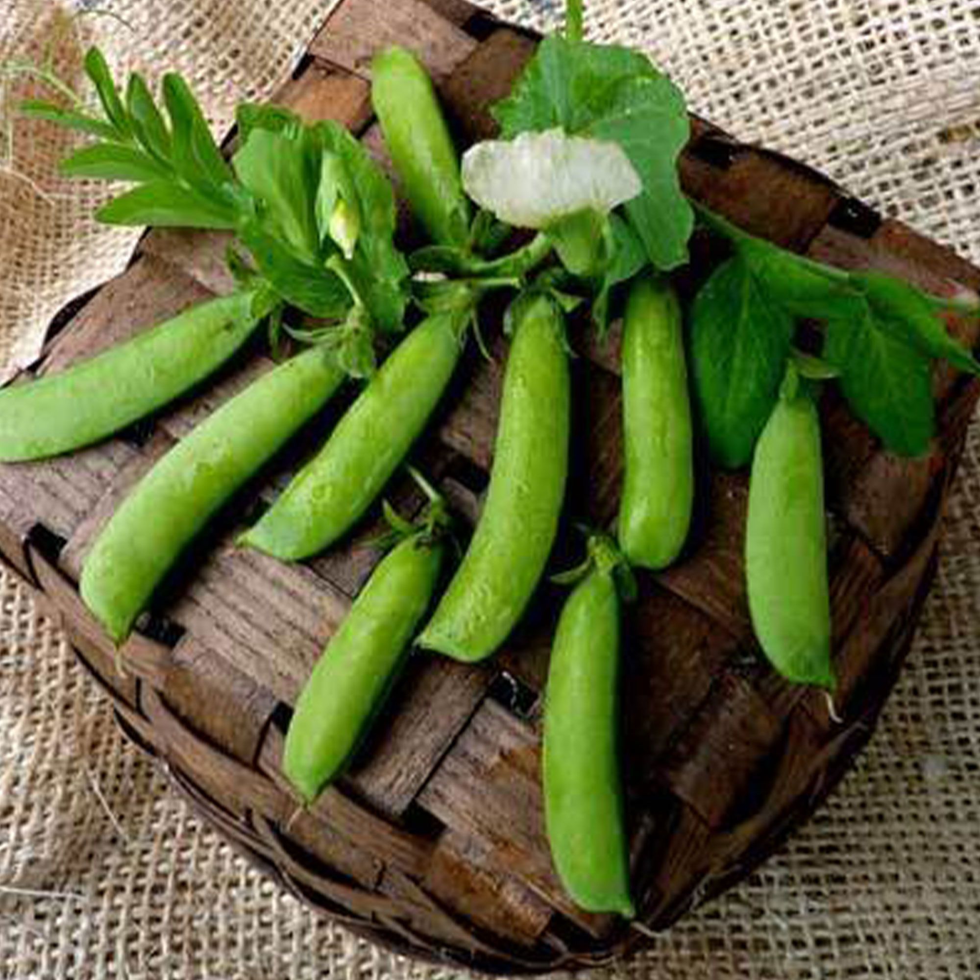 Pea, Snap - Sugar Ann (Organic) - 25 lb - Seeds - Pisum sativum - Buy Non-GMO - Bulk Farm, Market, Garden Seeds Online - Bulk Av