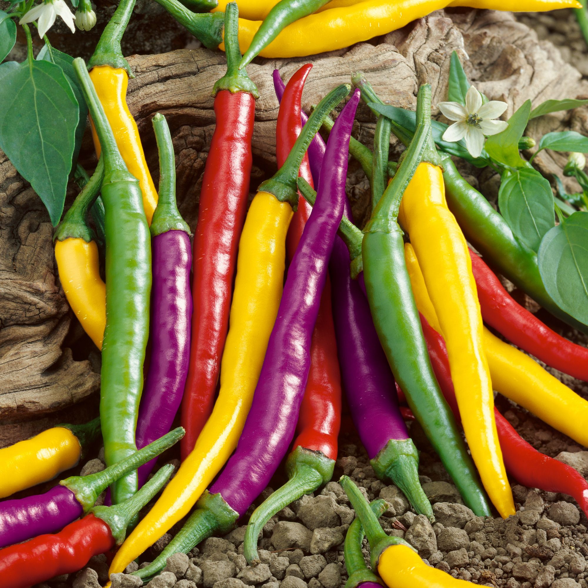 Pepper, Hot - Cayenne Fiesta Blend (Organic) - 1 lb - Seeds - Capsicum annuum - Buy Non-GMO - Bulk Farm and Garden Seeds Online