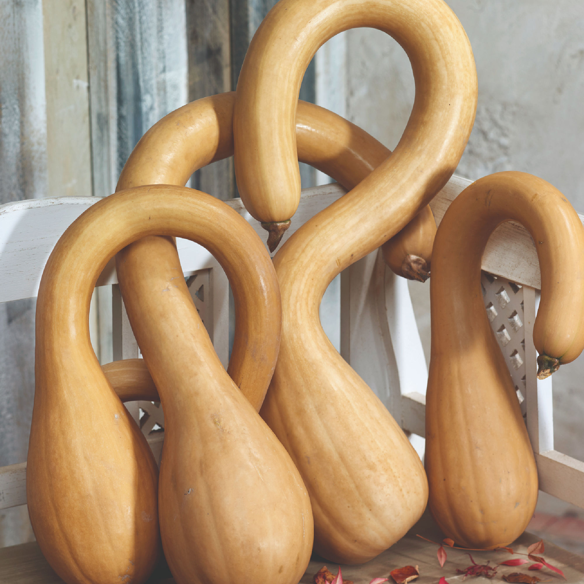 Pumpkin - Neck Pumpkin - 1 oz - Cucurbita moschata - Non GMO - Bulk Farm, Fresh Market, Garden Seeds Online - Bulk Available - H