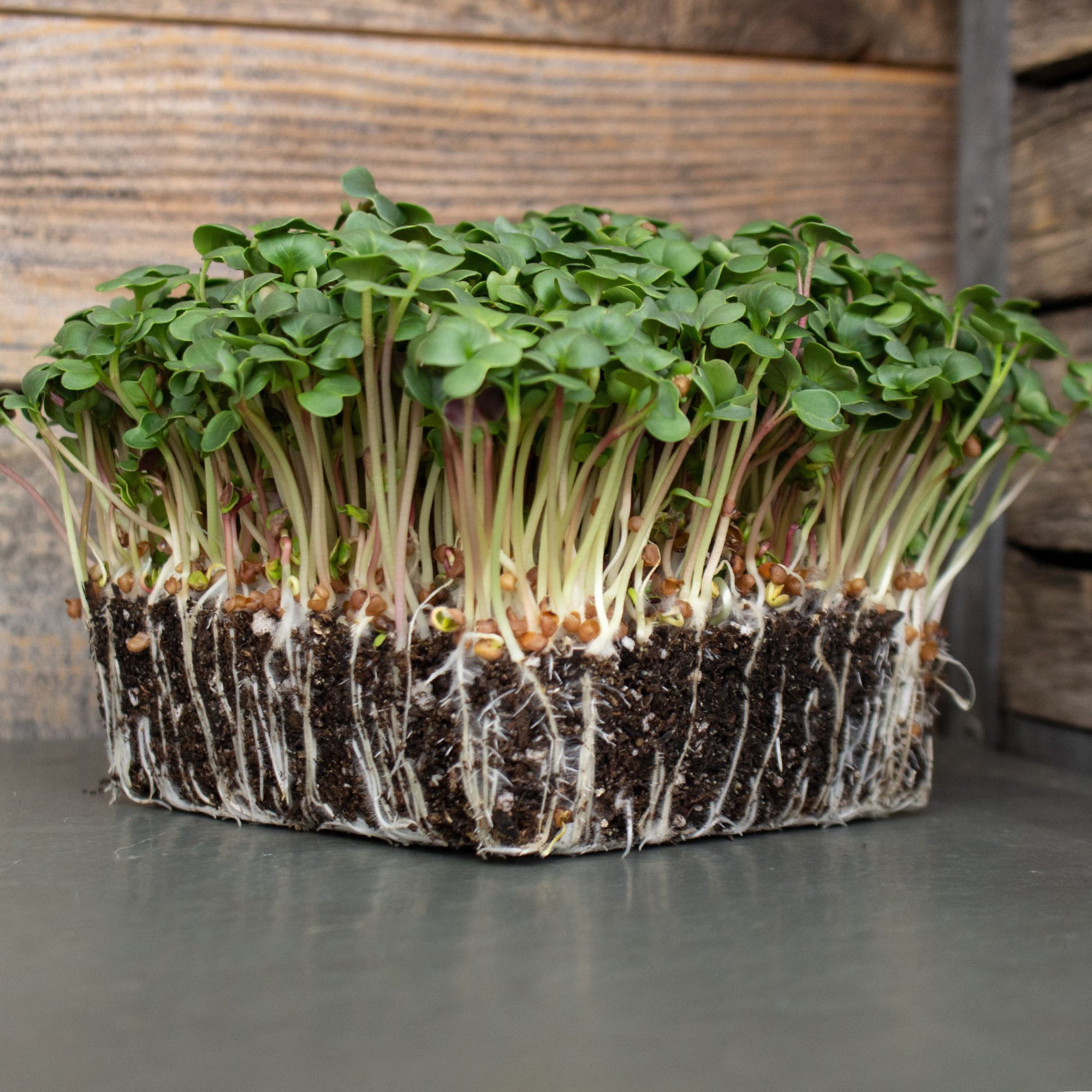 Radish - Long Scarlet Cincinnati Organic - 4 g - Raphanus sativus - Non GMO - Bulk Farm, Garden Seeds Online - Bulk Available -