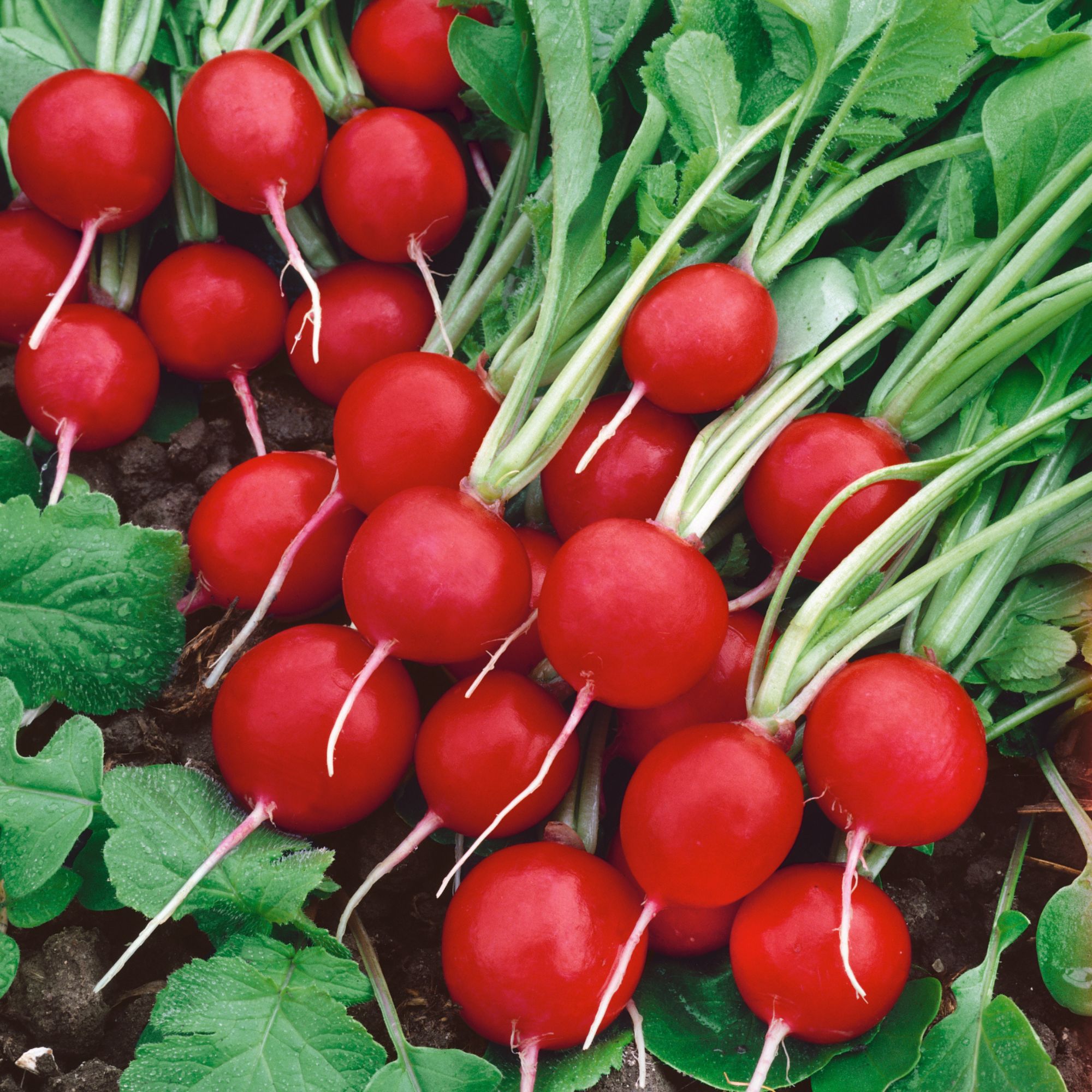 Radish - Rudolph - 5 lb - Seeds - Raphanus sativus - Buy Non-GMO - Bulk Farm, Fresh Market, Garden Seeds Online - Bulk Available