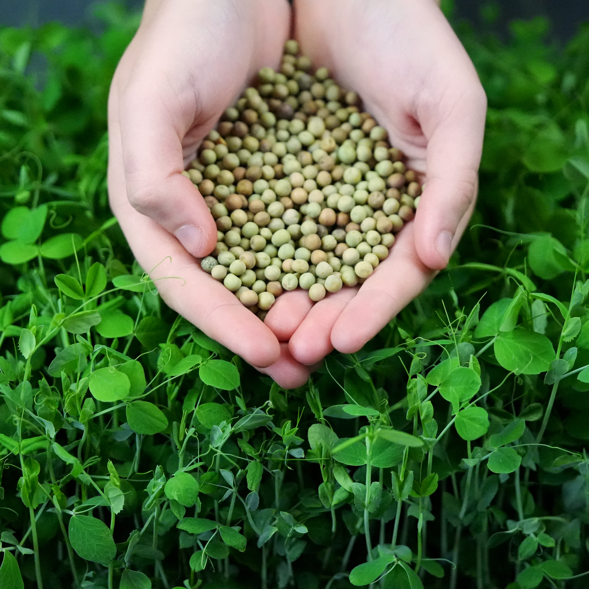 Speckled Organic Pea ProGrade Microgreen Seeds - 5 lb - Pisum sativum - Non-GMO - open-pollinated - Organic - Farm & Gardening S