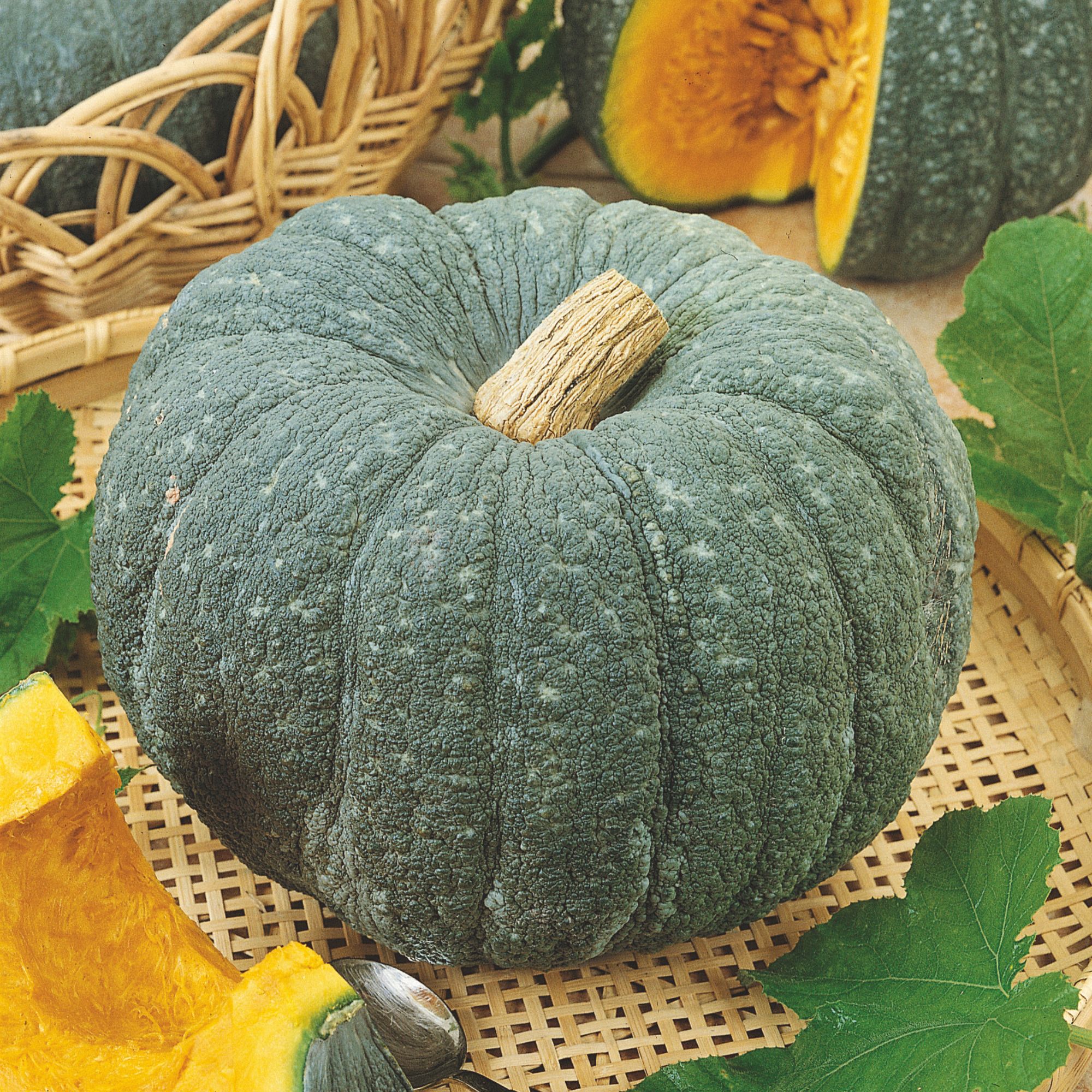 Squash - Winter - Steel Blue F1 Hybrid - 4 g - Seeds - Cucurbita maxima- Buy Non-GMO - Bulk Farm, Market, and Garden Seeds Onlin