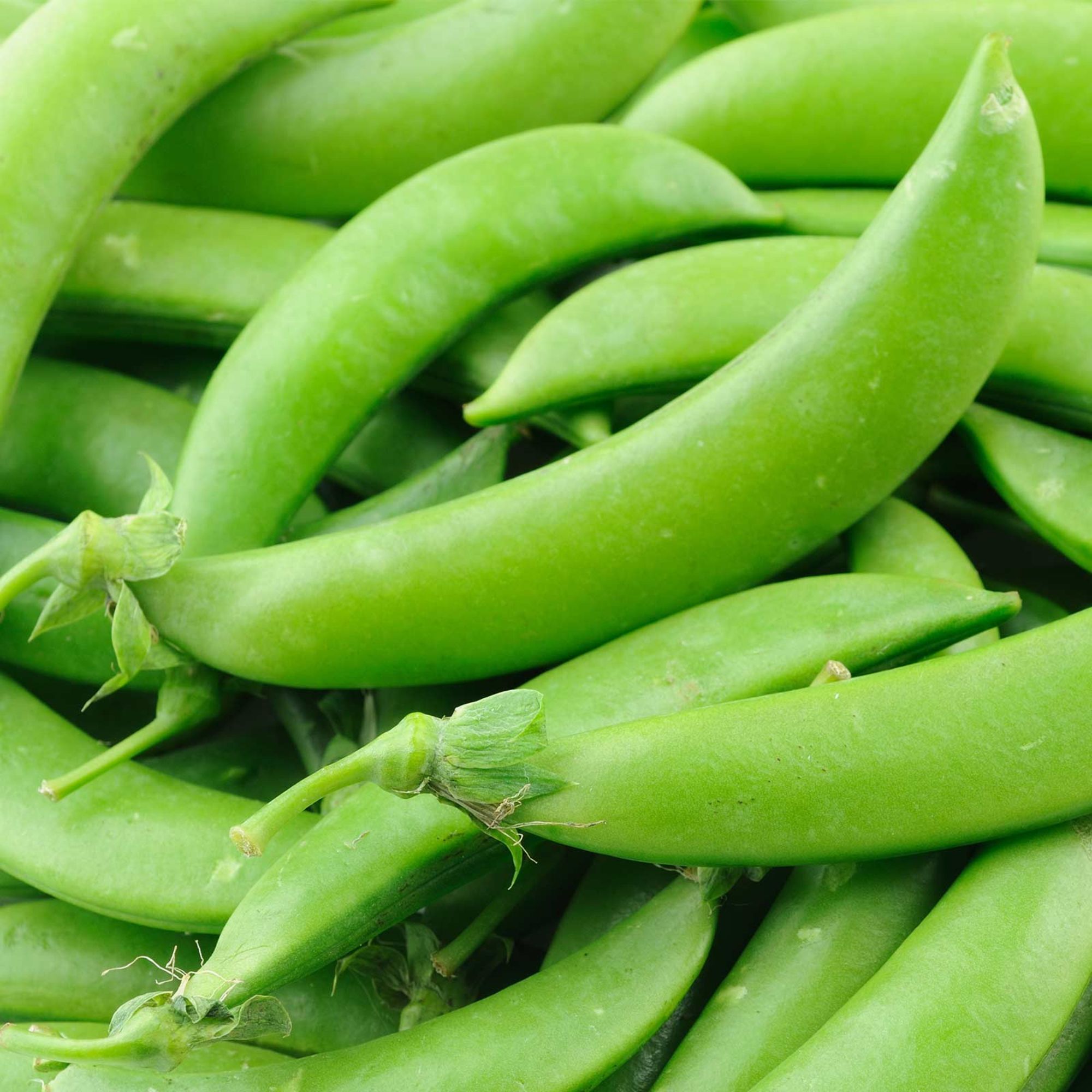 Sugar Lace Snap Pea - 4 oz - Pisum sativum - Non-GMO - open-pollinated - heirloom - Farm & Gardening Seeds Online - Bulk Availab