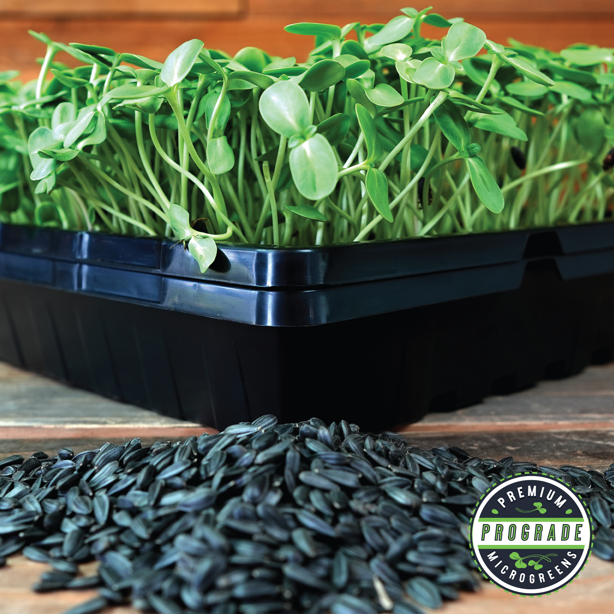Sunflower Seeds - Black Oil - ProGrade Microgreens Organic - 25 lb - Helianthus annuus - Buy Non-GMO Bulk Farm & Market Seeds On