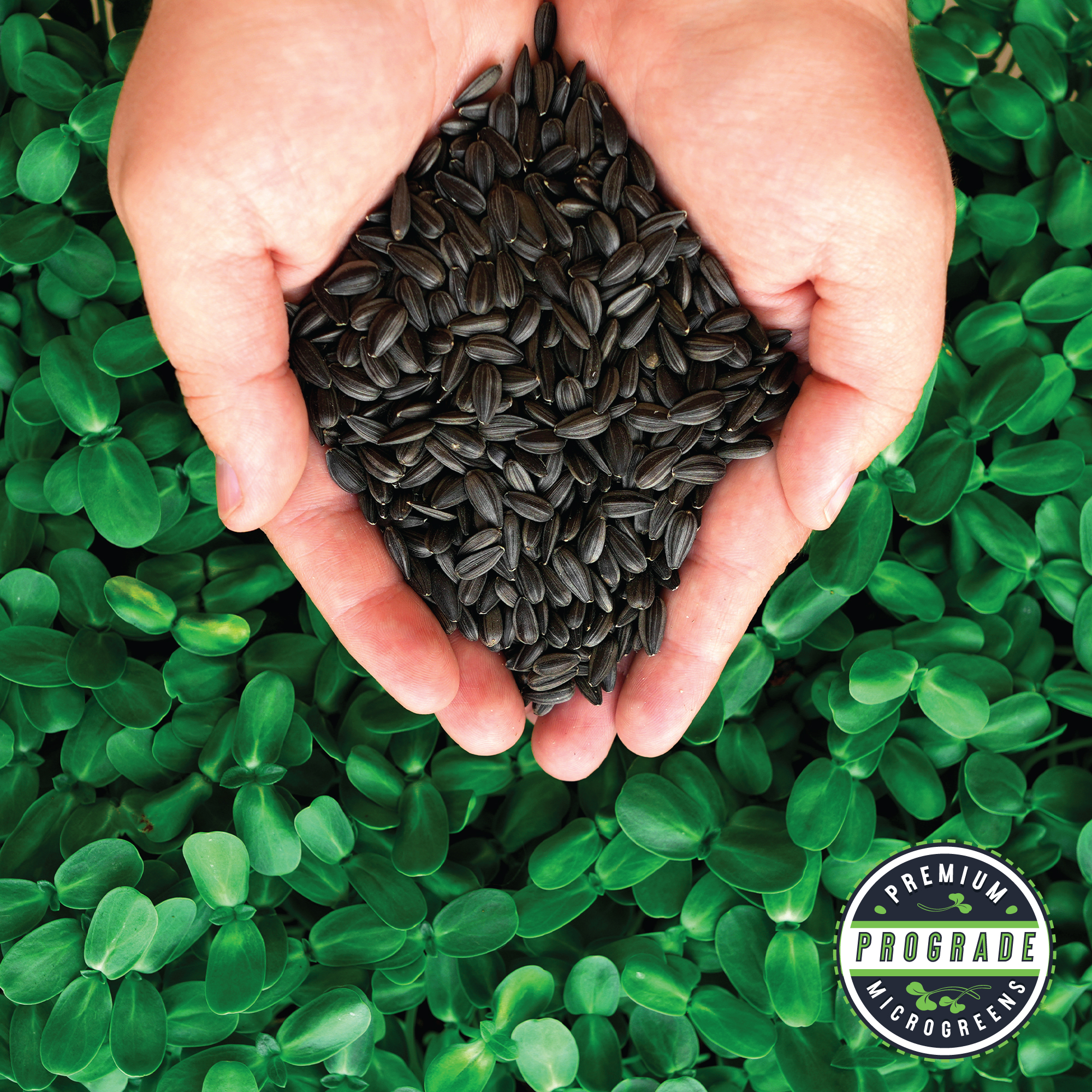 Sunflower Seeds - Black Oil - ProGrade Microgreens Organic - 5 lb - Helianthus annuus - Buy Non-GMO Bulk Farm & Market Seeds Onl
