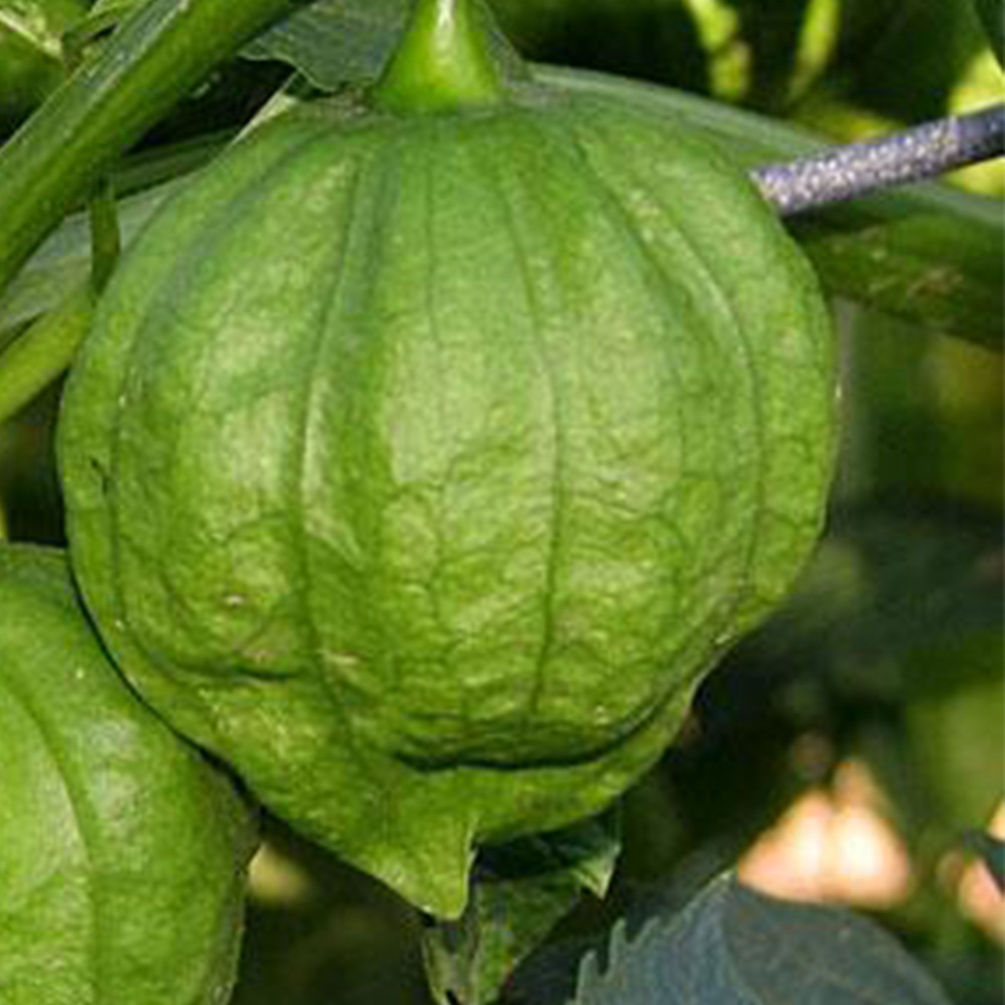 Tomatillo Seeds - Toma Verde (Organic) - 4 oz - Seeds - Physalis ixocarpa - Buy Non-GMO - Bulk Farm, Market, Garden Seeds Online