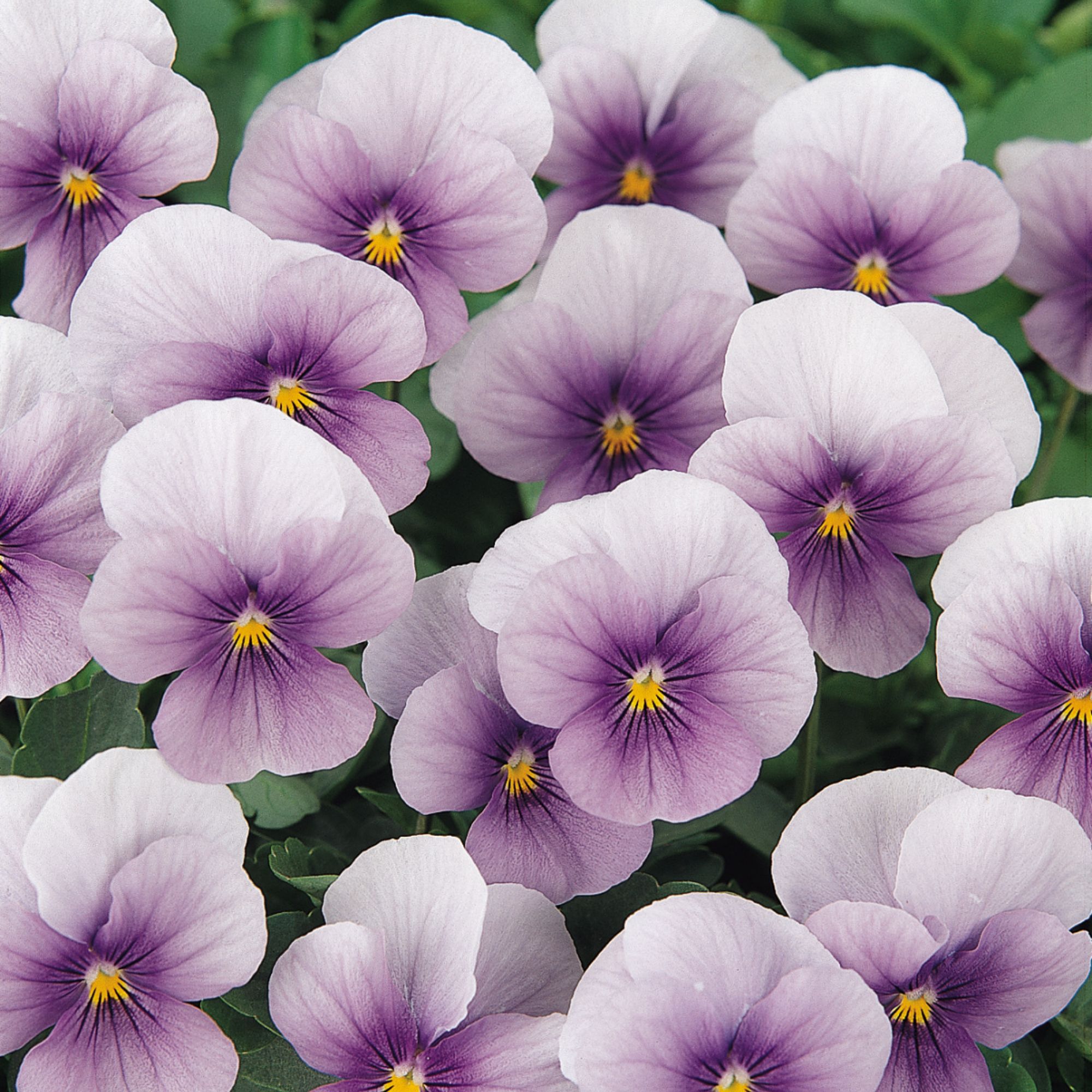 Viola - Sorbet Series - Icy Blue - 25 Seeds - Non-GMO - open-pollinated - perennial - Farm & Gardening Seeds Online - Bulk Avail