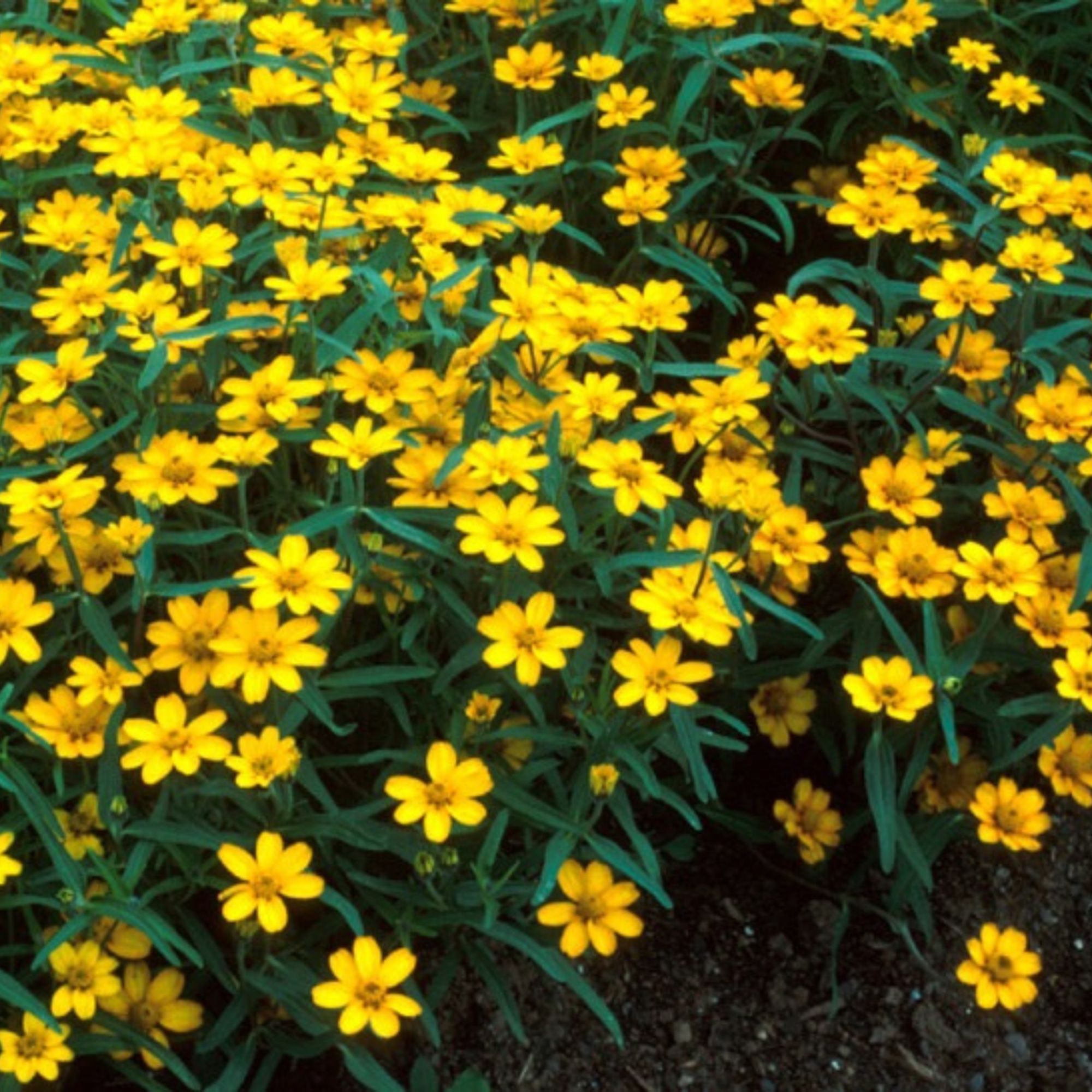 Zinnia - Star Series - Yellow - 10 Seeds - Non-GMO - Annual - Ornamental - Heirloom - Farm & Gardening Seeds Online - Bulk Avail
