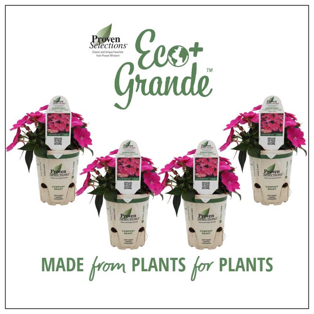 4.25 in. Eco+Grande Compact Hot Pink Impatiens Outdoor Annual Live Plant with Pink Flowers (4-Pack)