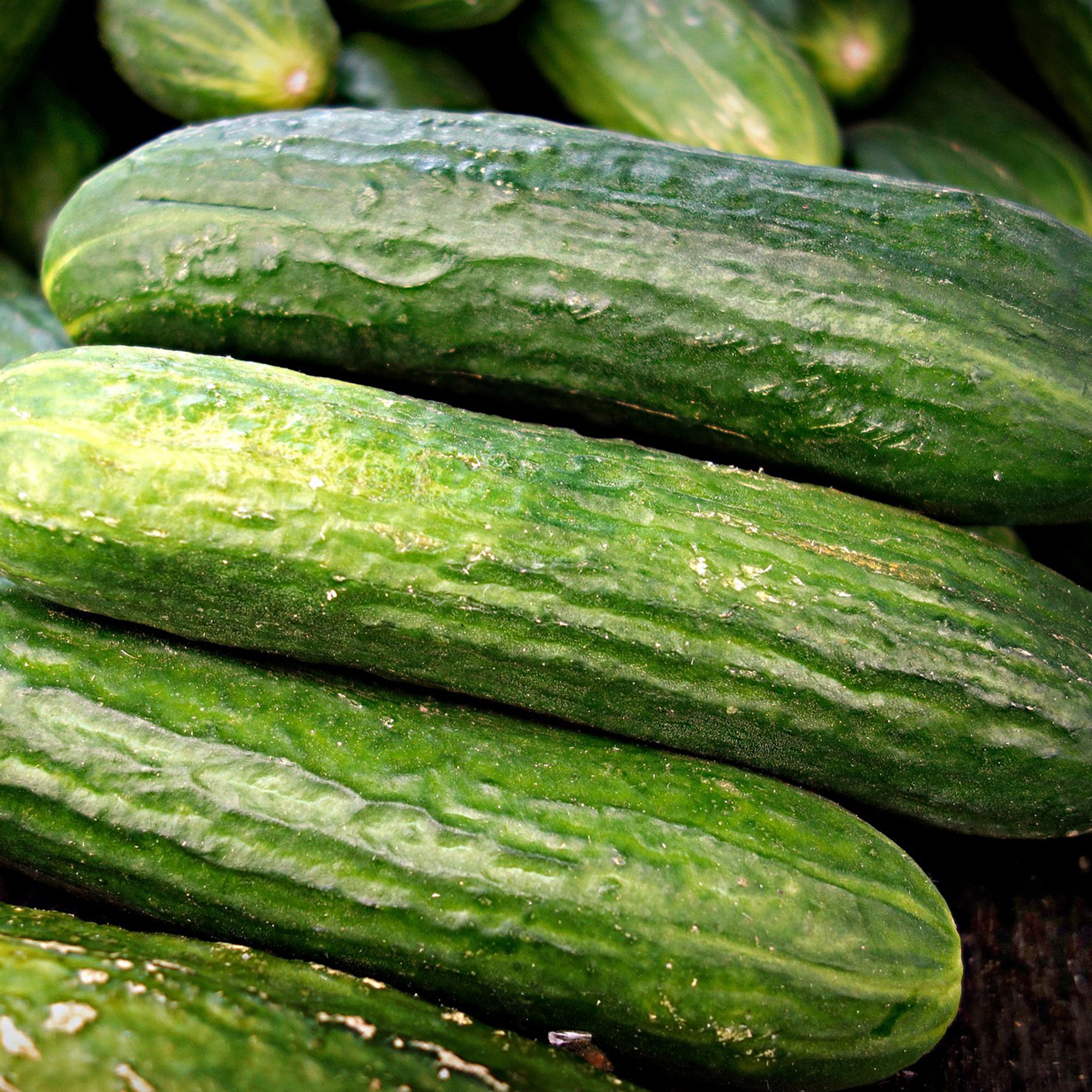 Cucumber Beit Alpha F1 CMR/MMR Seeds - 3 G Packet~90 Seeds - Hybrid - Buy Non-GMO Cucumis sativus Farm & Gardening Seeds Online