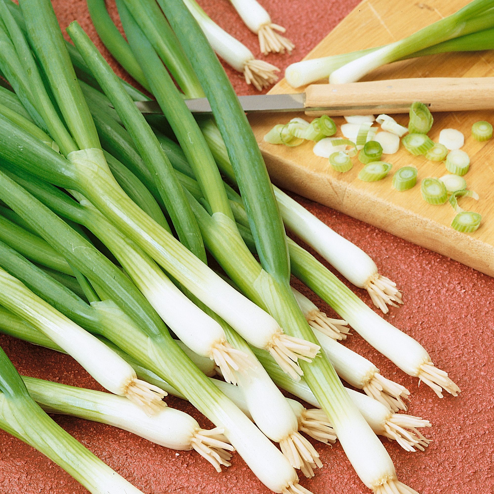 Onion - Bunching - Warrior - 0.25 oz - Seeds - Allium fistulosum - Buy Non-GMO - Bulk Farm, Garden Seeds Online - Bulk Available