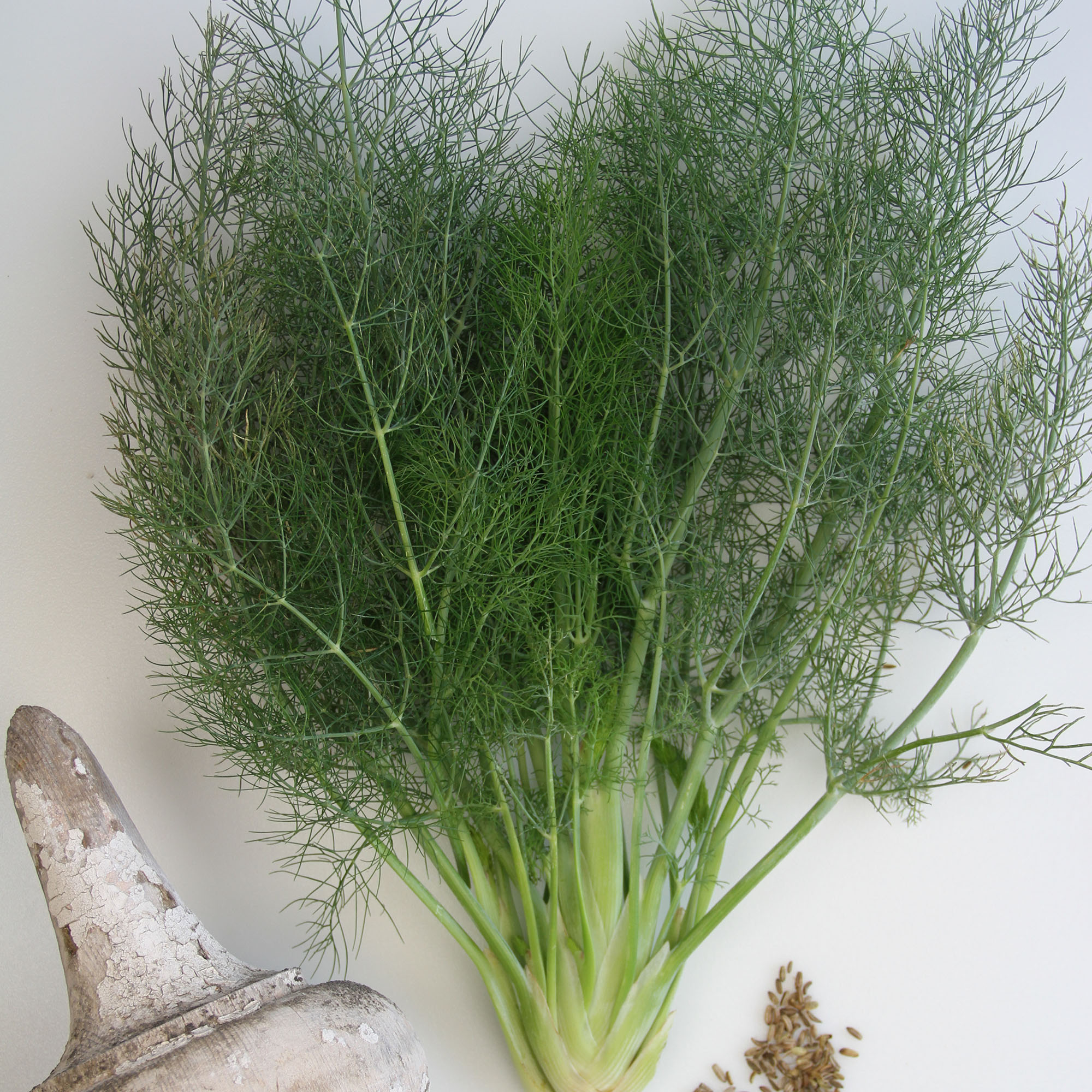 Organic Florence Fennel - 1 g ~300 Seeds -Heirloom, Non-GMO, Gardening - Buy Non-GMO Foeniculum vulgare Farm & Gardening Seeds O