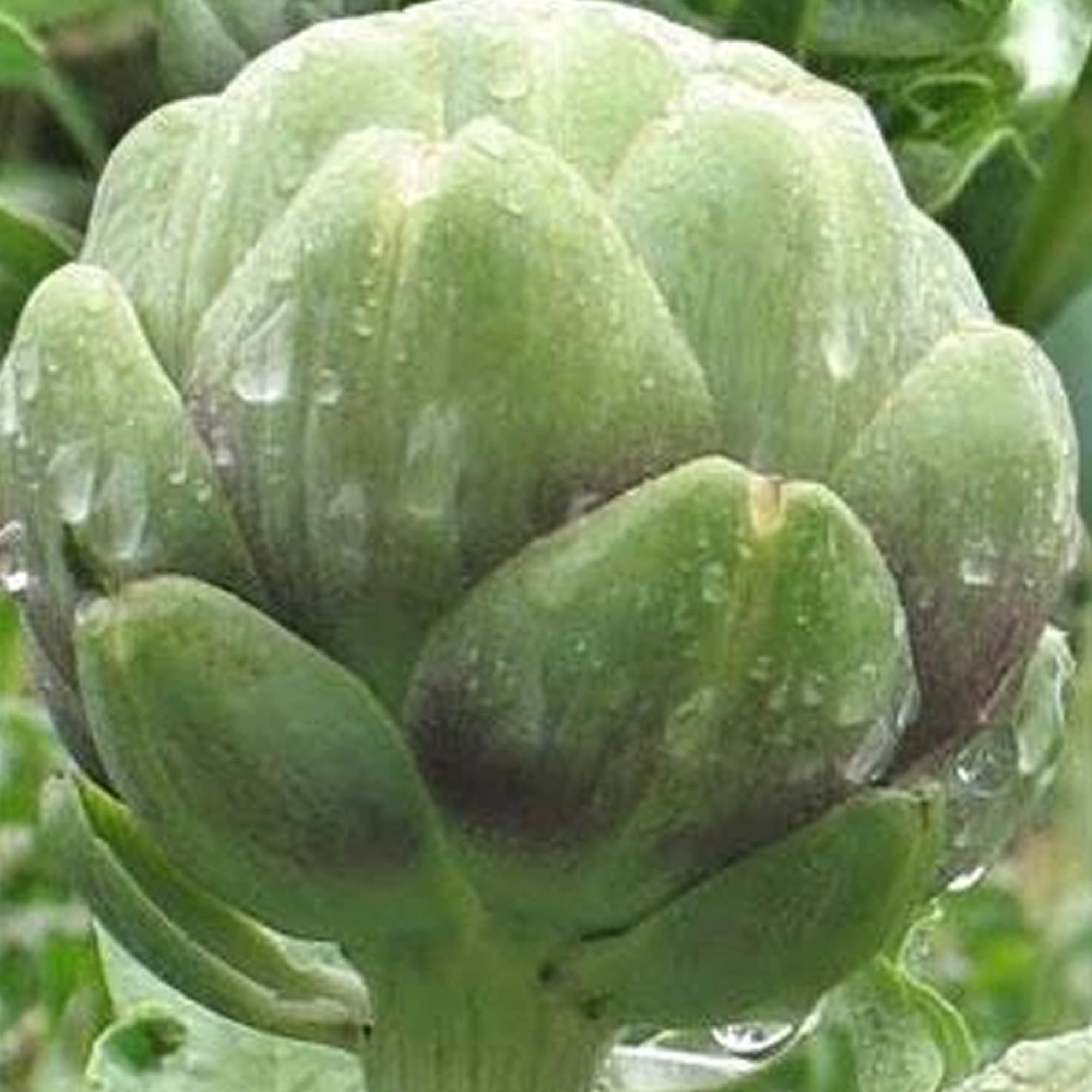 Organic Imperial Star Artichoke Seeds - 1 Oz Bulk ~630 - Farm & Garden - Buy Non-GMO, Open Pollinated Seeds Online - Best Se