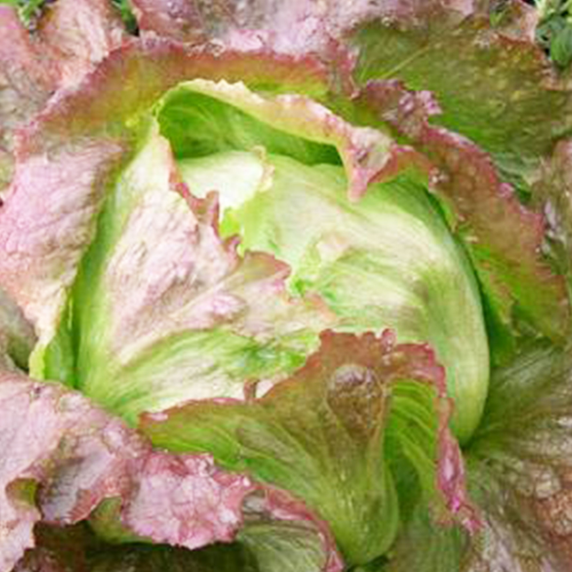 Organic Red Iceberg Lettuce Seeds - 0.25 Oz ~6,250 Seeds - Heirloom, Gardening - Buy Non-GMO, Open Pollinated Seeds Online - Bes