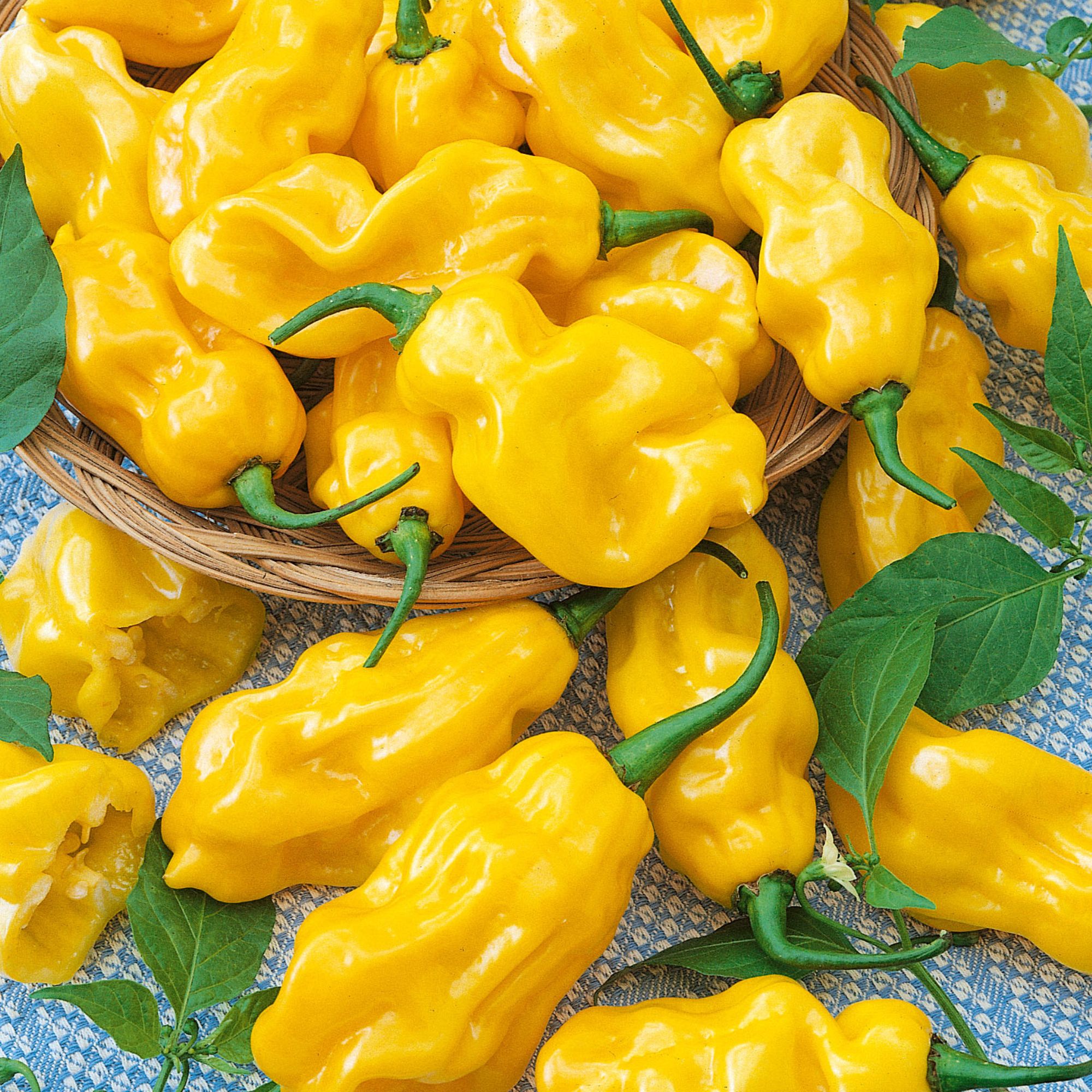 Pepper - Hot - Habanero Fatalli - 250 mg - Capsicum chinense - Non GMO - Bulk Farm, Market, Garden Seeds Online - Bulk Available