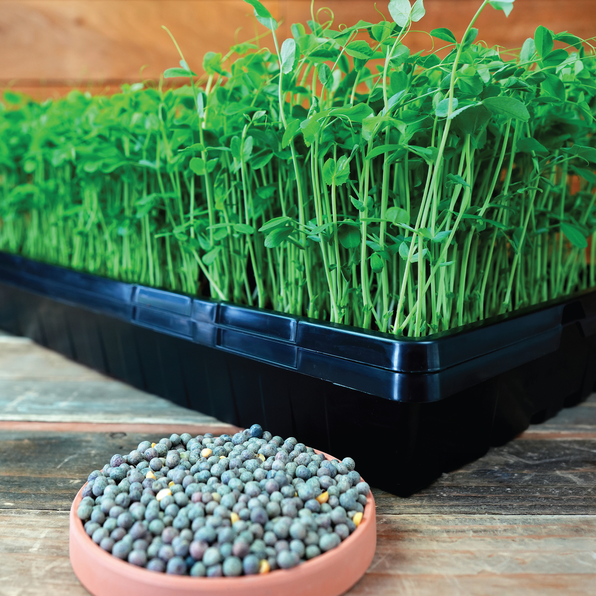 Speckled Pea ProGrade Microgreen Seeds - 5 lb - Pisum sativum - Non-GMO - open-pollinated - Farm & Gardening Seeds Online