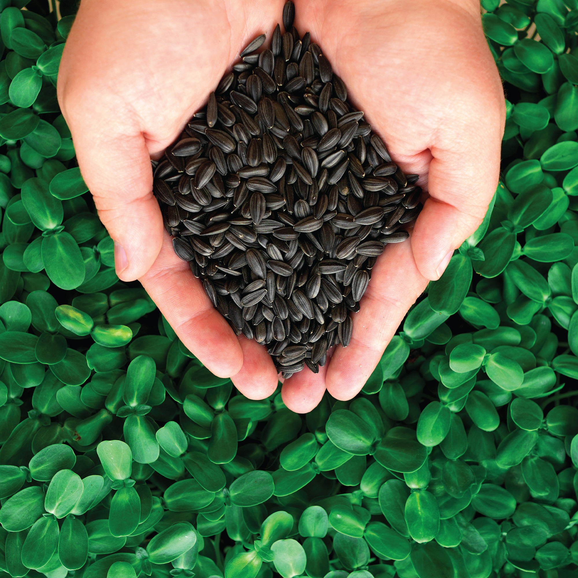 Sunflower Seeds - Black Oil - ProGrade Microgreens - 5 lb - Helianthus annuus - Buy Non-GMO Bulk Farm & Market Seeds Online - Bu