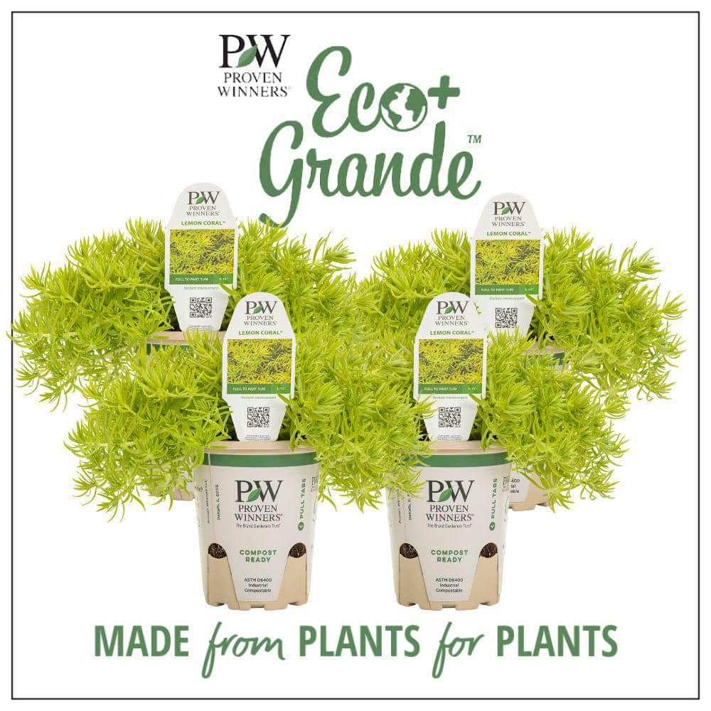 4.25 in. Eco+Grande Lemon Coral (Sedum) Live Plant, Green Foliage (4-Pack)