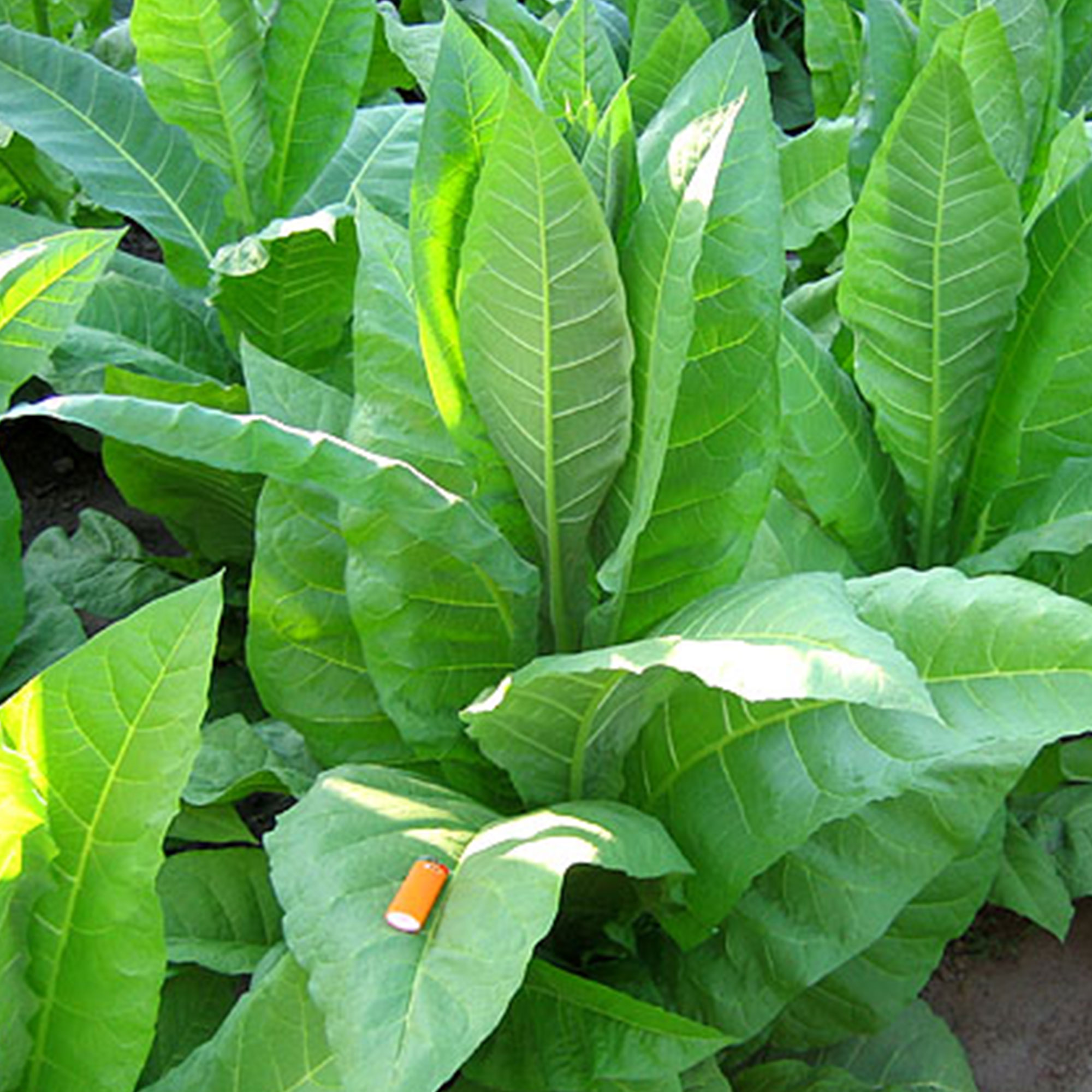 Tobacco Seeds - Catterton - Packet of 100 Seeds - Nicotiana tabacum - Non-GMO, Open Pollinated Heirloom - Tobacco Garden Seeds -