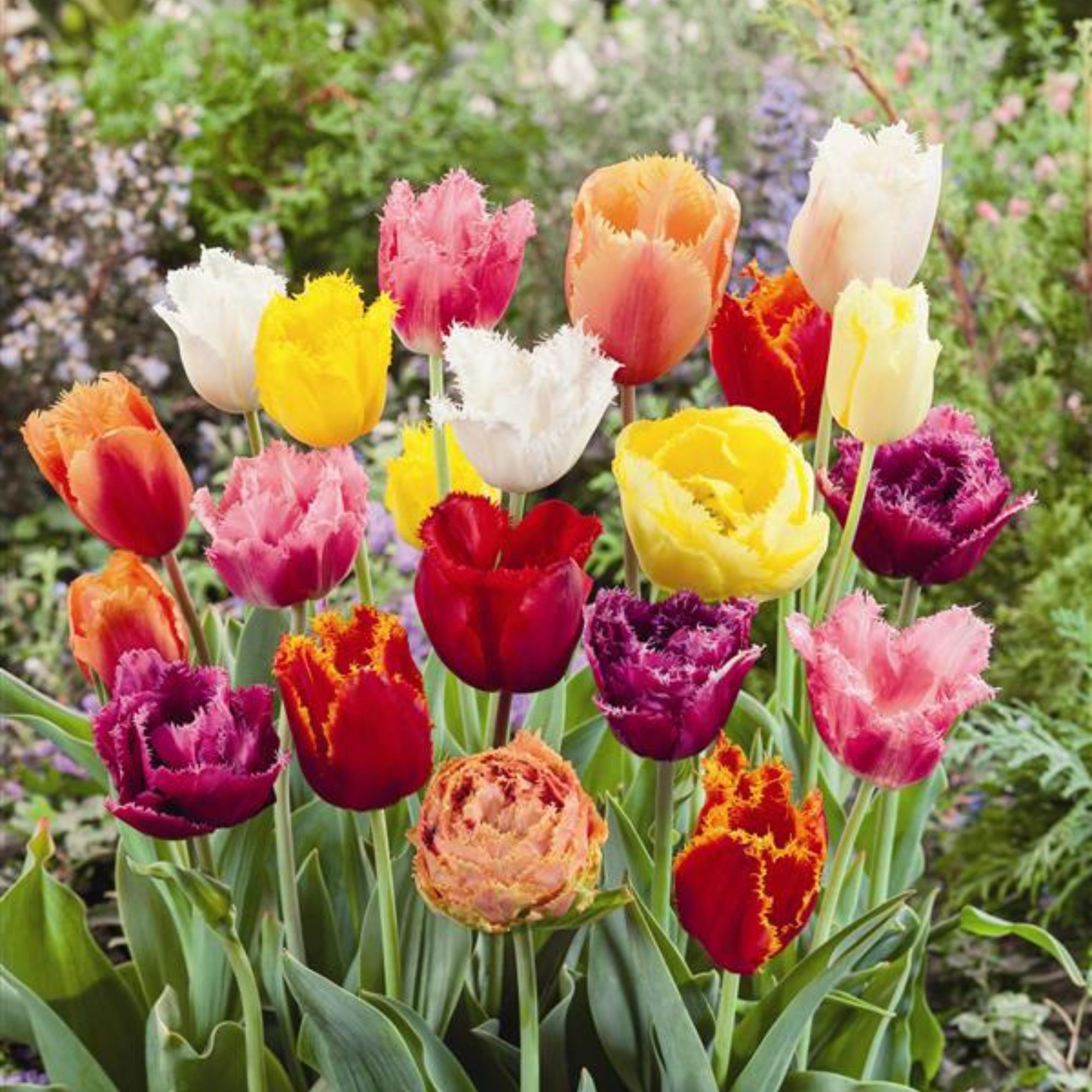 Tulip Bulbs - Fringed Mix - Fall - Flower - 20 Bulbs - Buy Non-GMO Tulipa gesneriana Farm & Gardening Bulbs Online - Best Bulb S