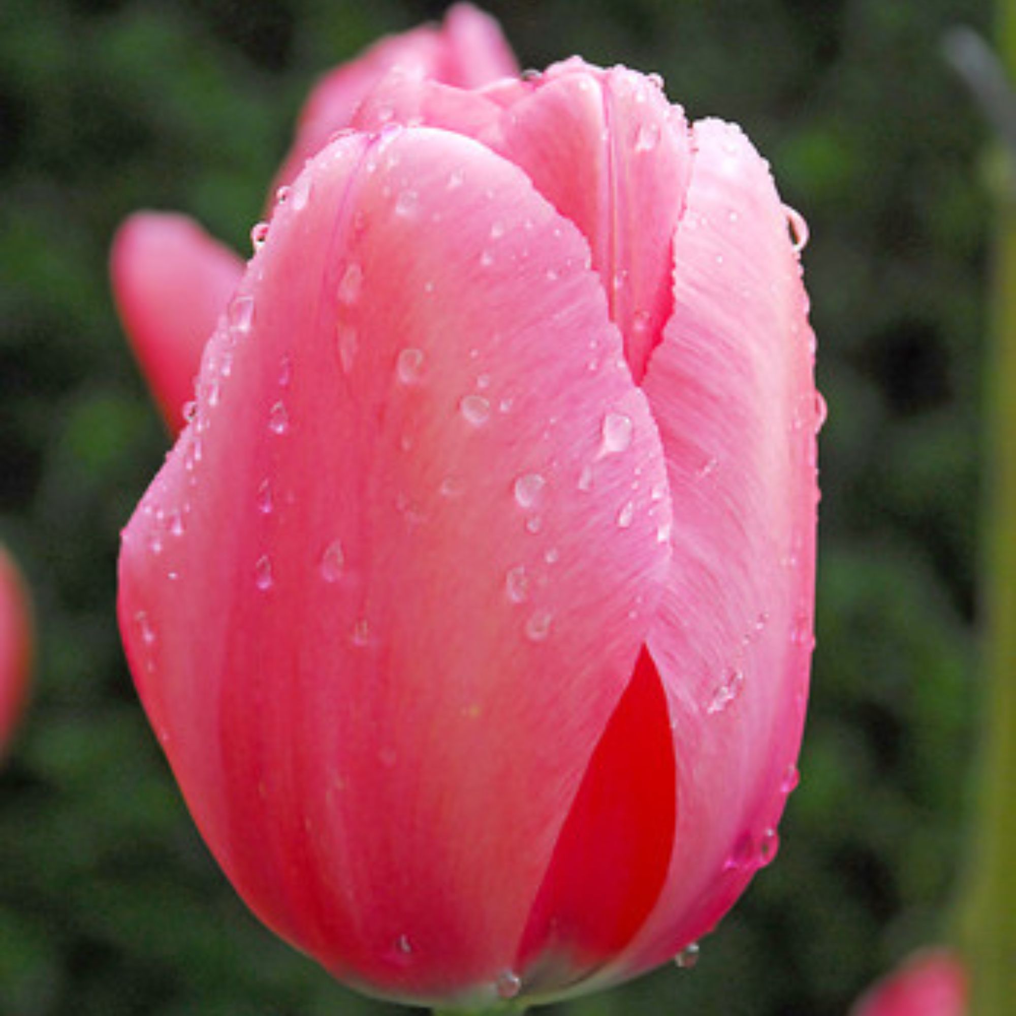 Tulip Flower Bulbs - 20 Bulbs - Darwin Hybrid - Pink Impression - Tulipa gesneriana - Perennial - Flower Garden Bulb Sets - Buy